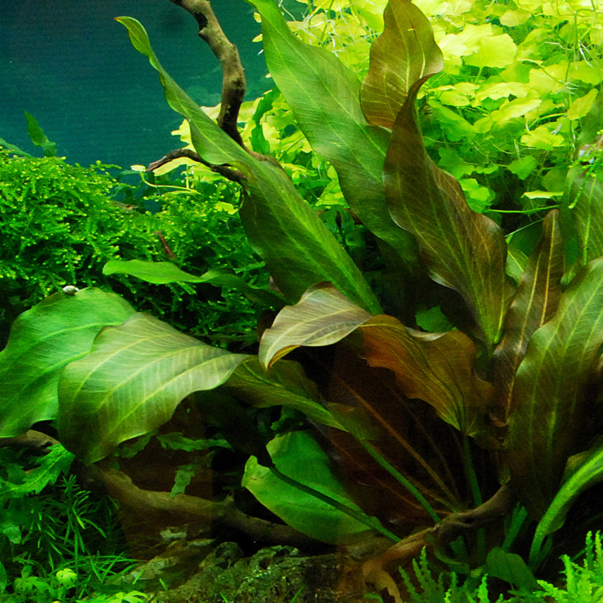 Echinodorus Reni Wasserpflanze