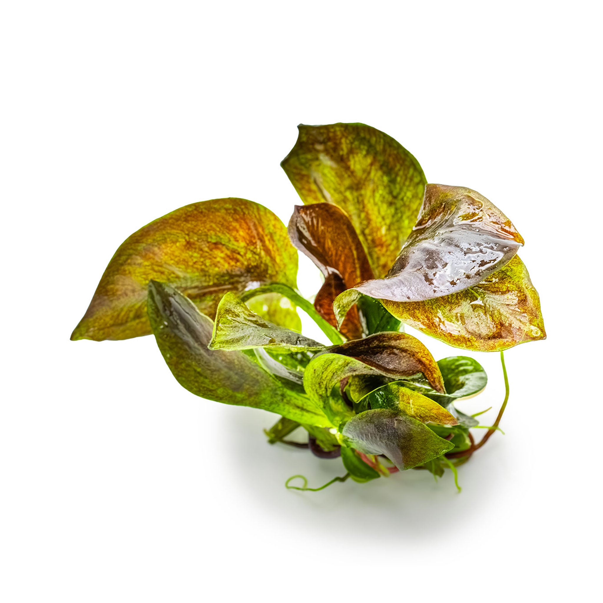 Echinodorus-Reni-ohne_Becher