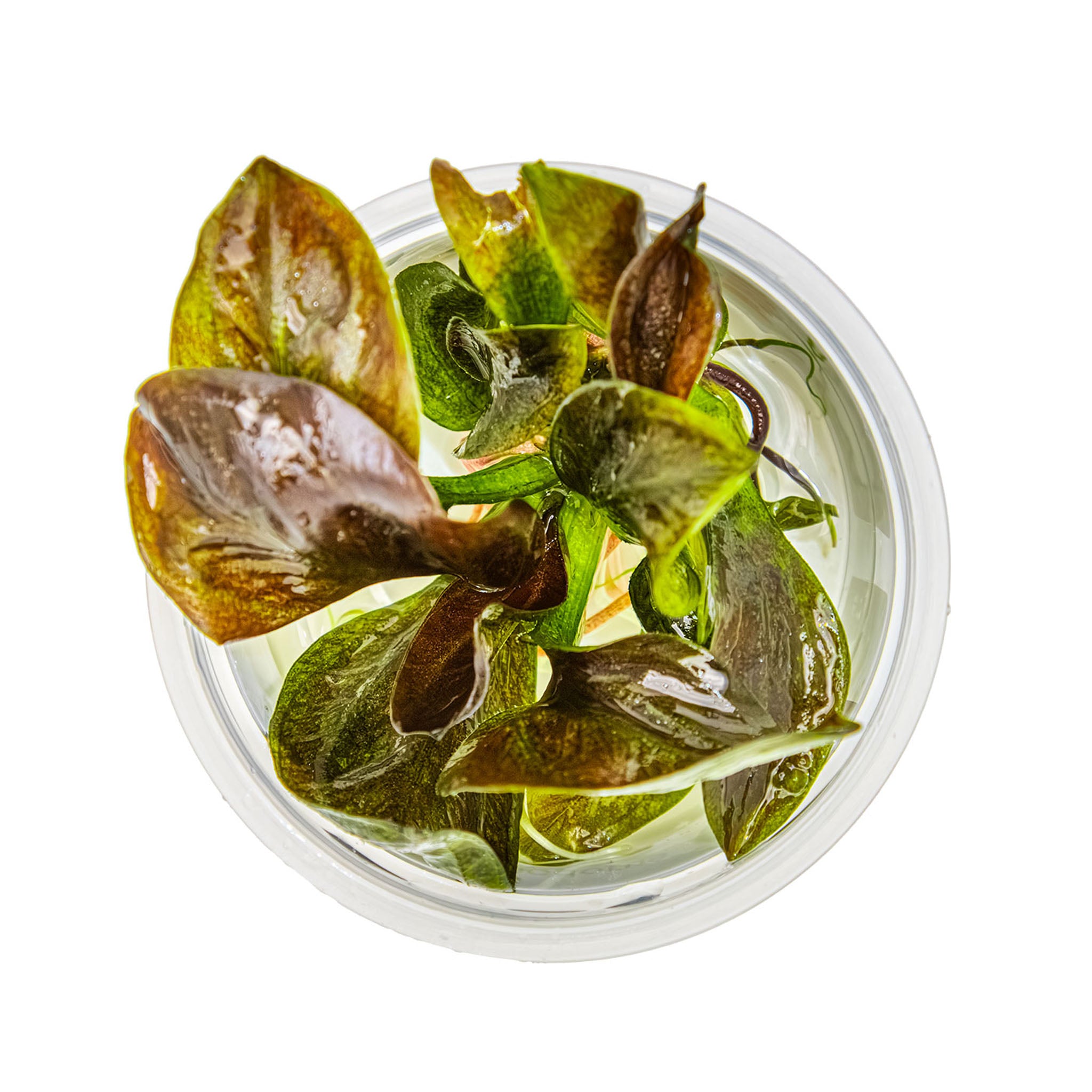 Echinodorus-Reni-von-oben
