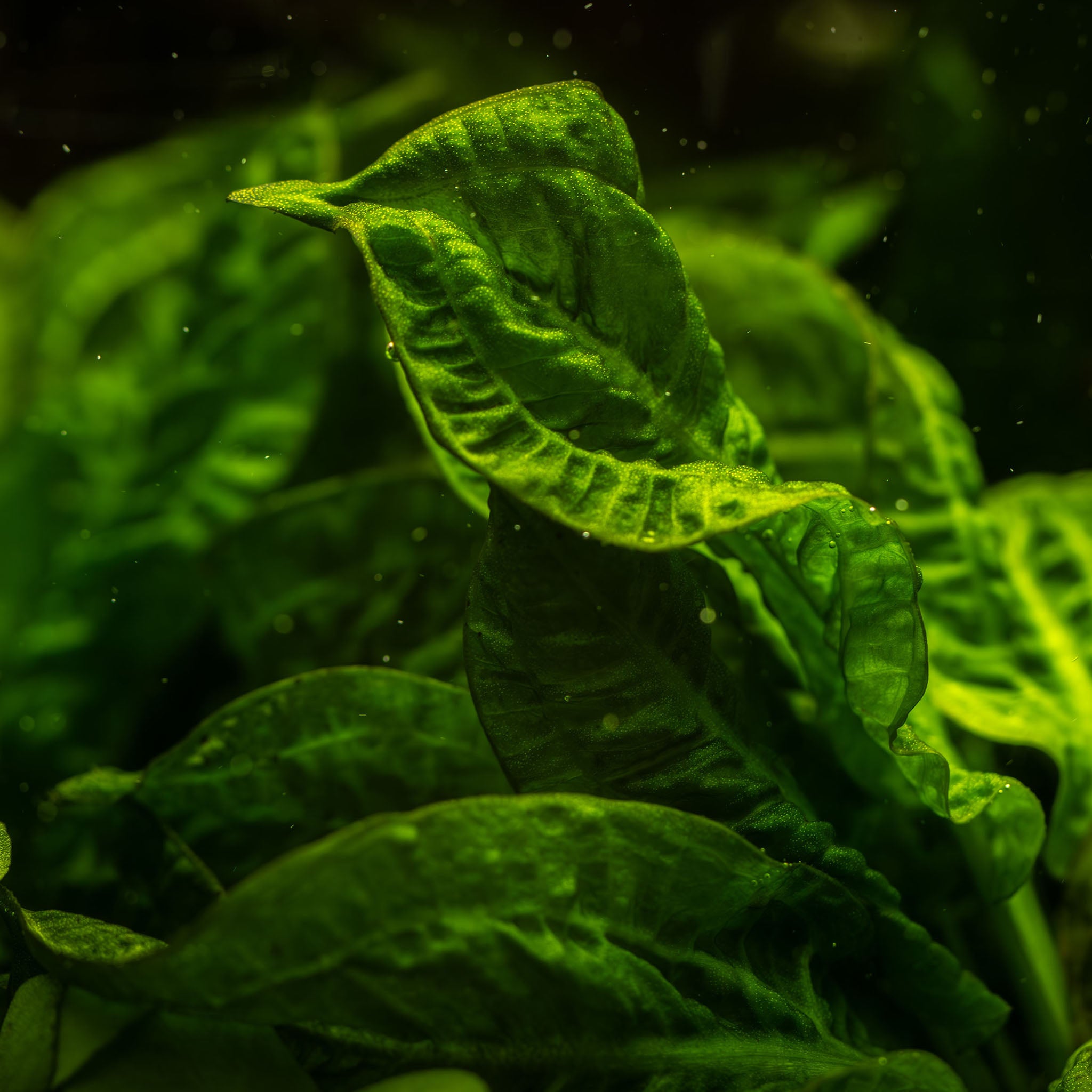 Echinodorus-grisebachii-Tropica-Aquarium