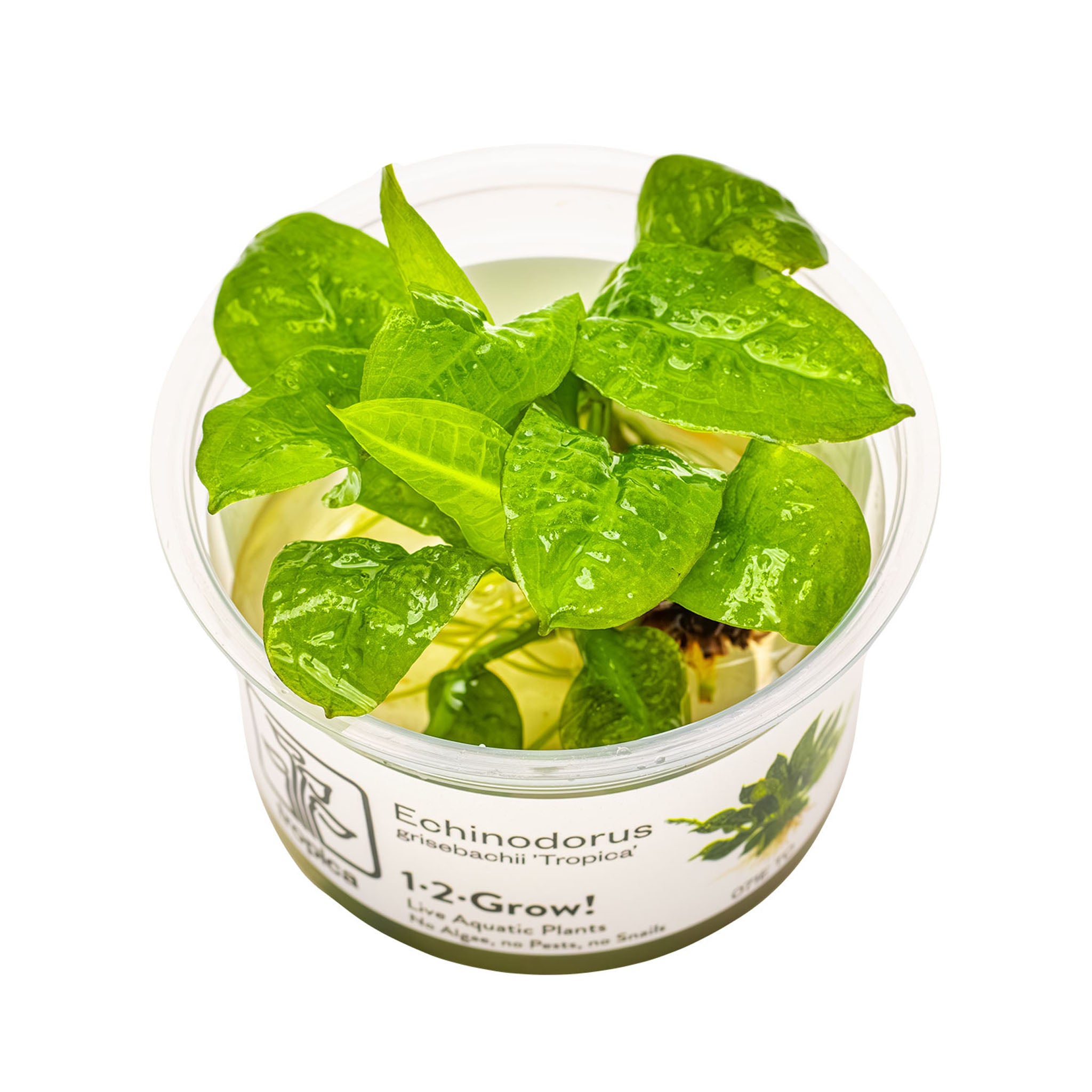 Echinodorus-grisebachii-Tropica-Wasserpflanze