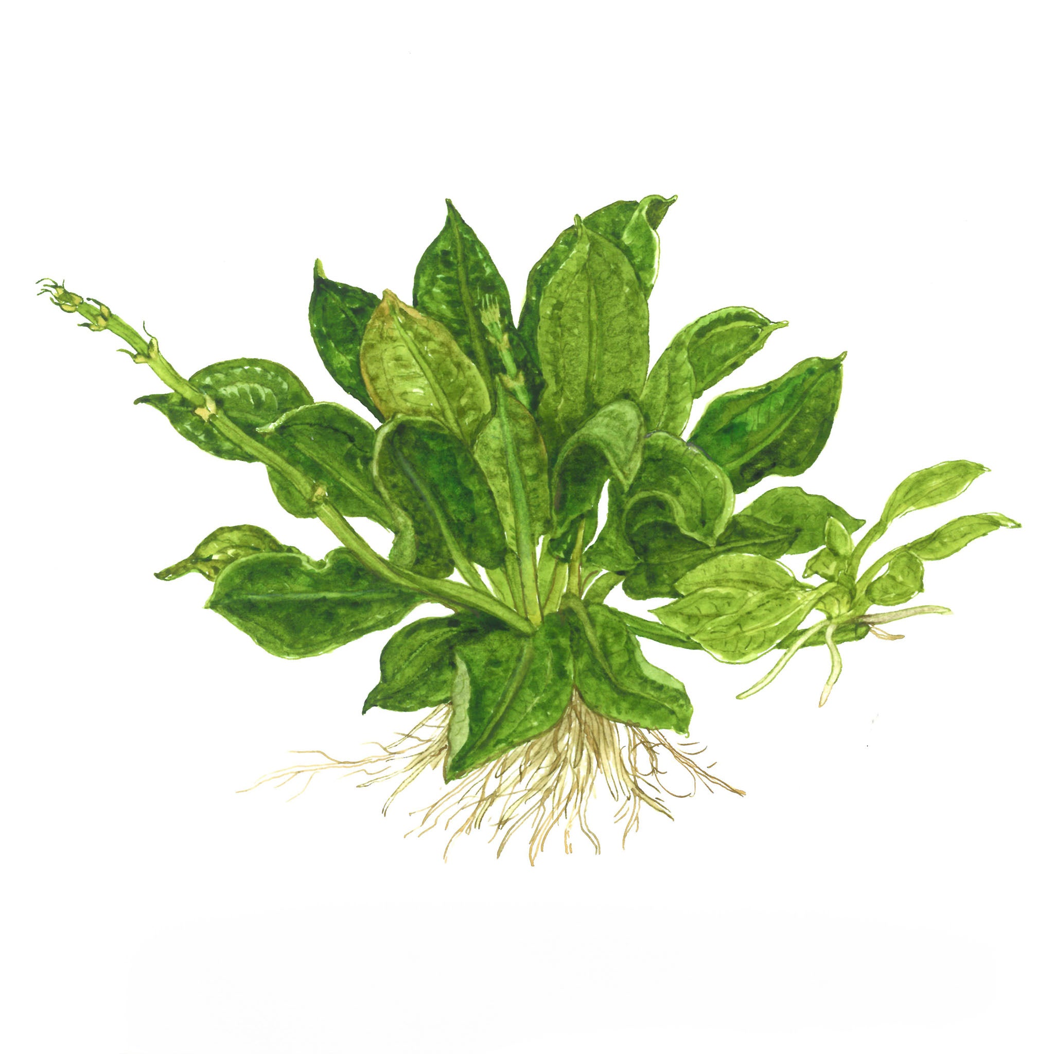 Echinodorus-grisebachii-Tropica-Zeichnung