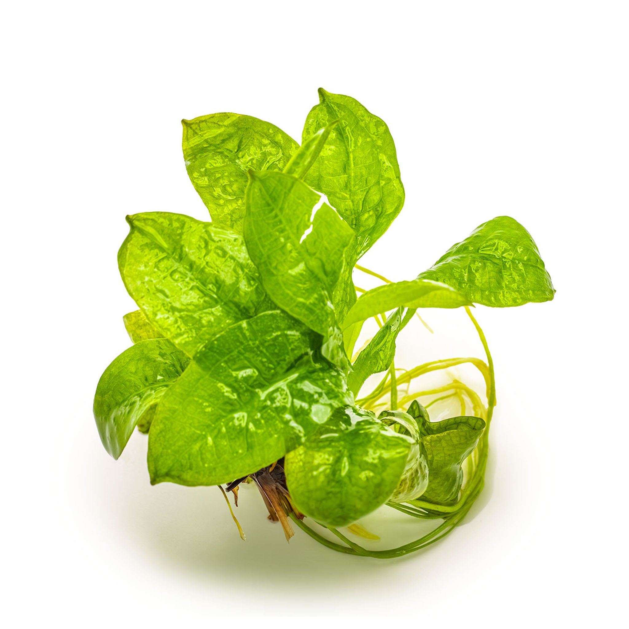 Echinodorus-grisebachii-Tropica-ohne-Topf