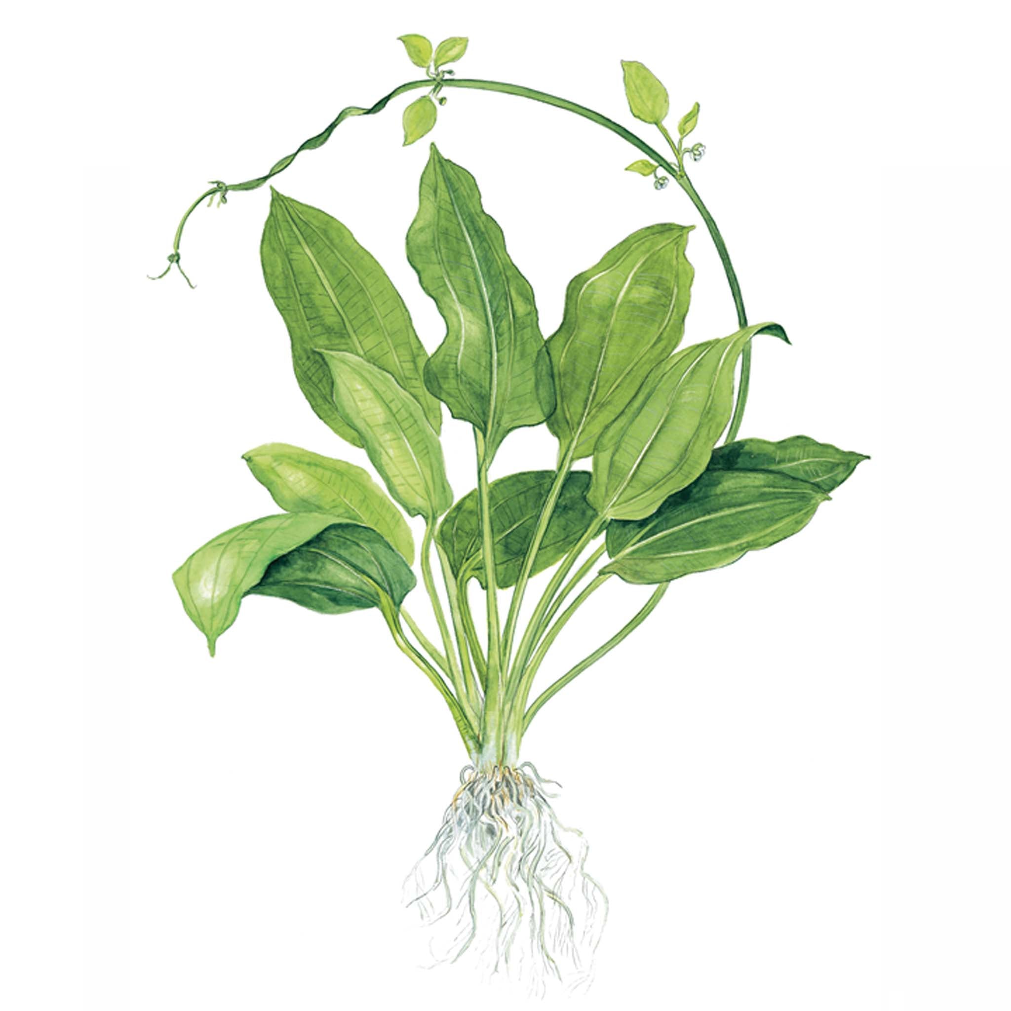 Echinodorus grisebachii 'Bleherae' Clip