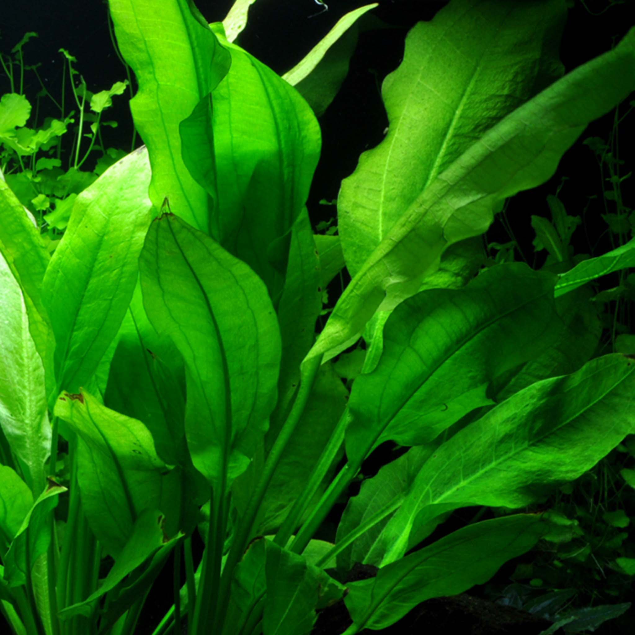Echinodorus grisebachii 'Bleherae' Clip