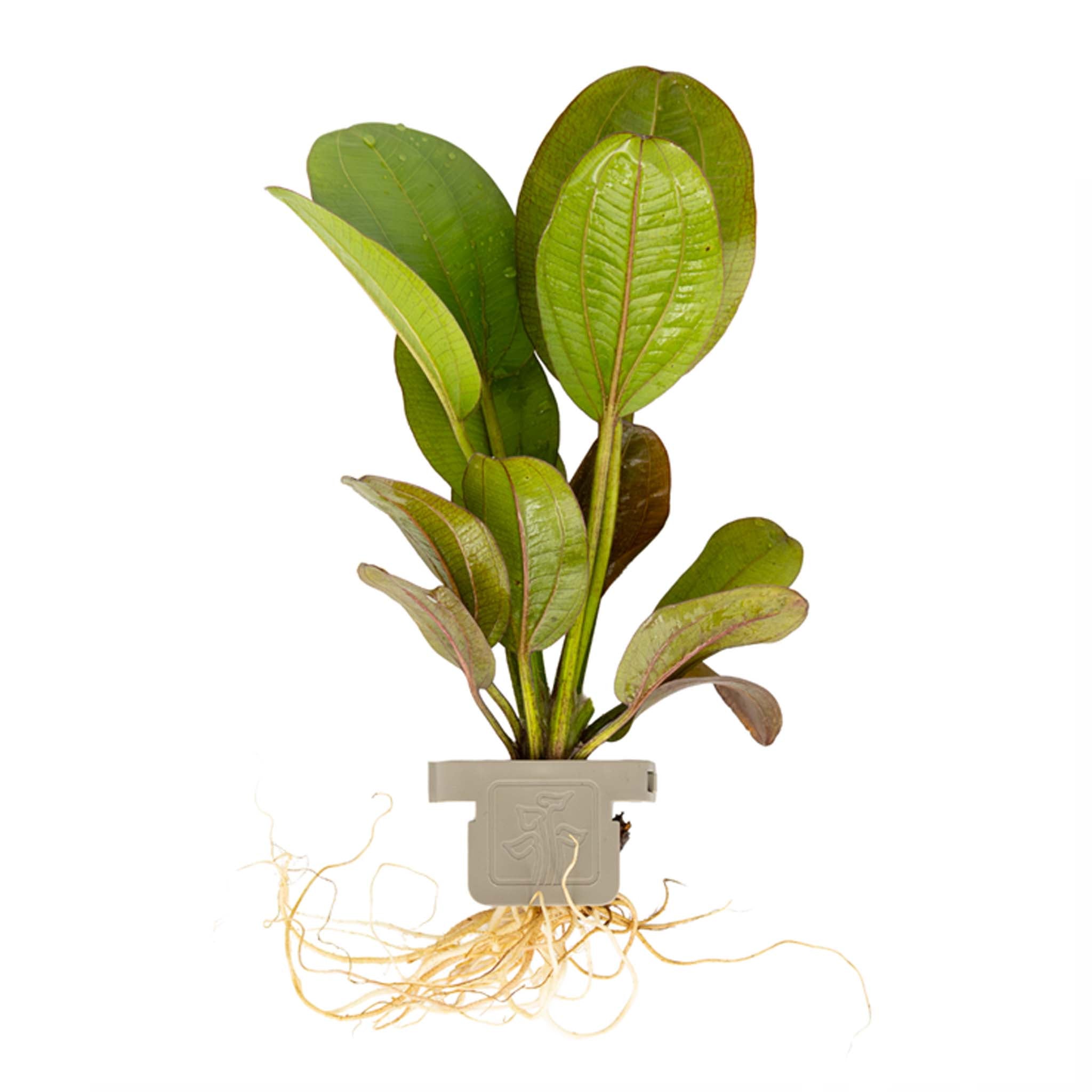 Echinodorus 'Reni' Clip