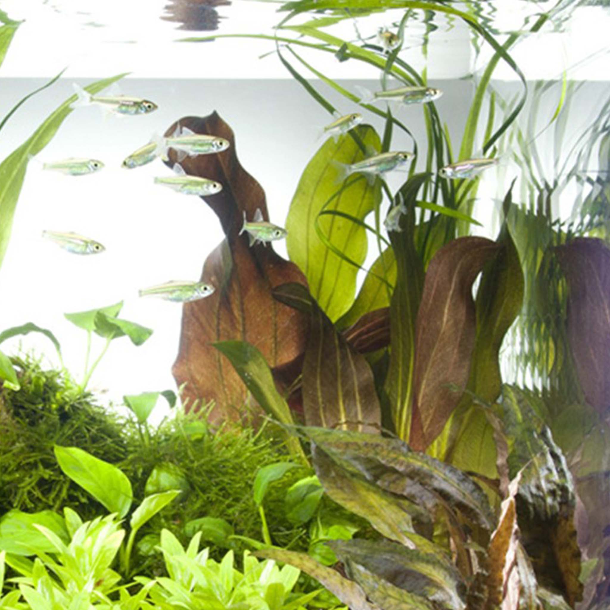 Echinodorus 'Reni' Clip