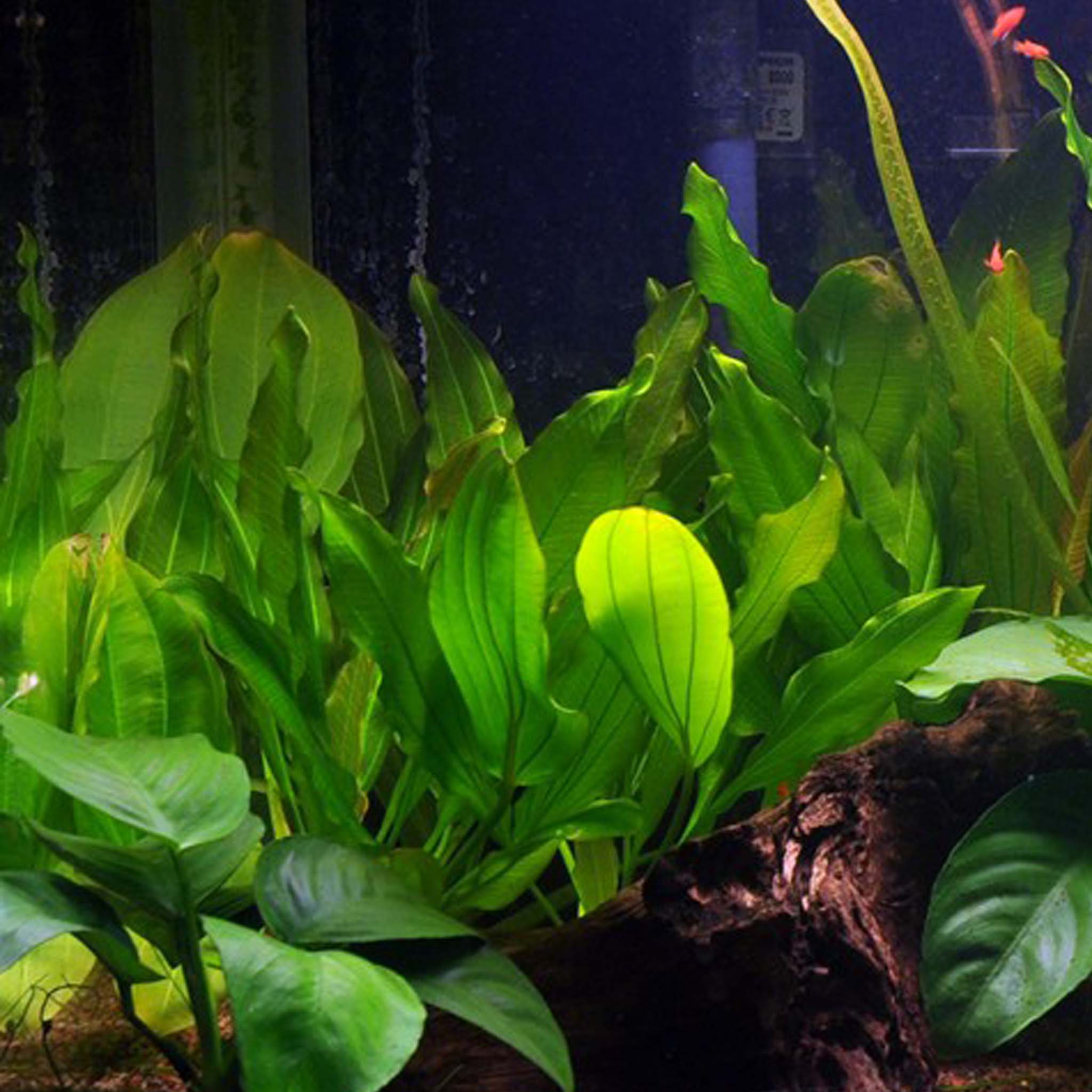 Echinodorus x barthii Clip