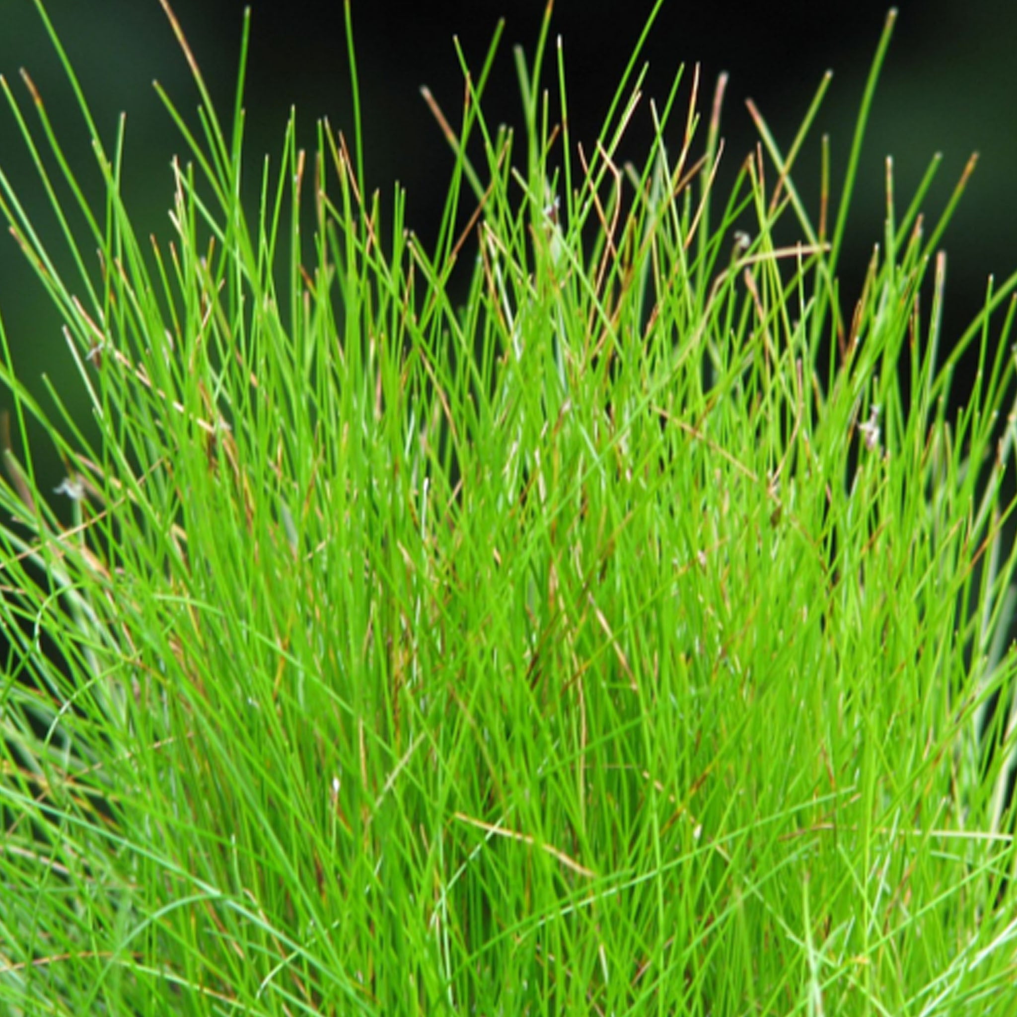 Eleocharis acicularis Wasserpflanze