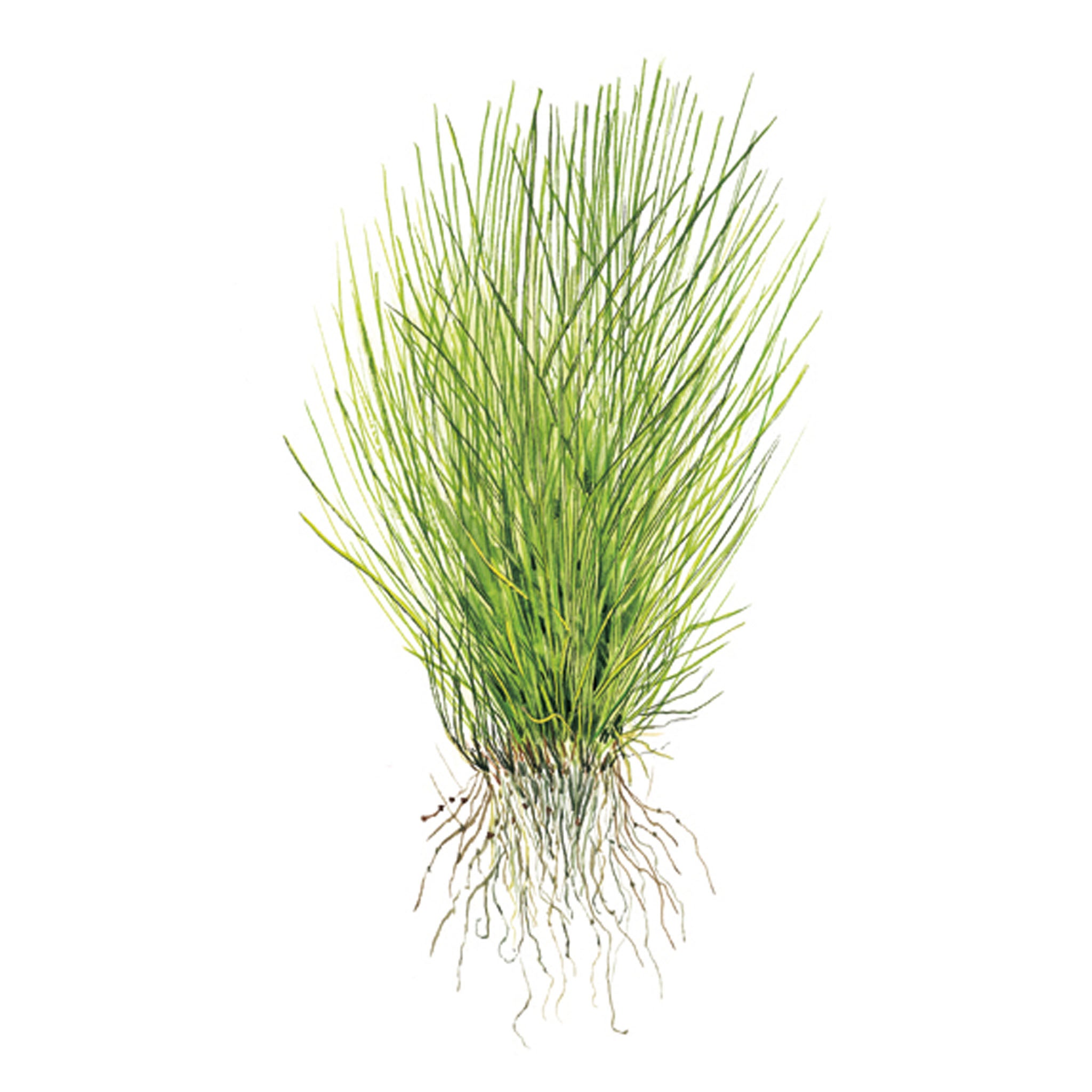Eleocharis acicularis Wasserpflanze