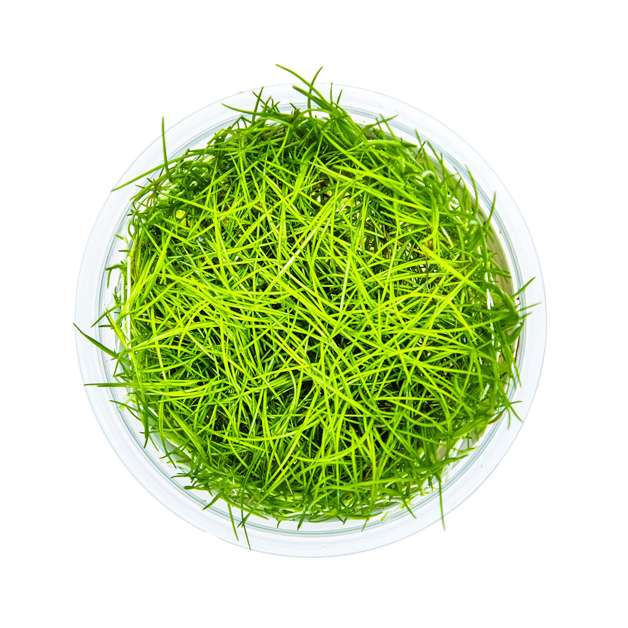 Eleocharis acicularis Wasserpflanze