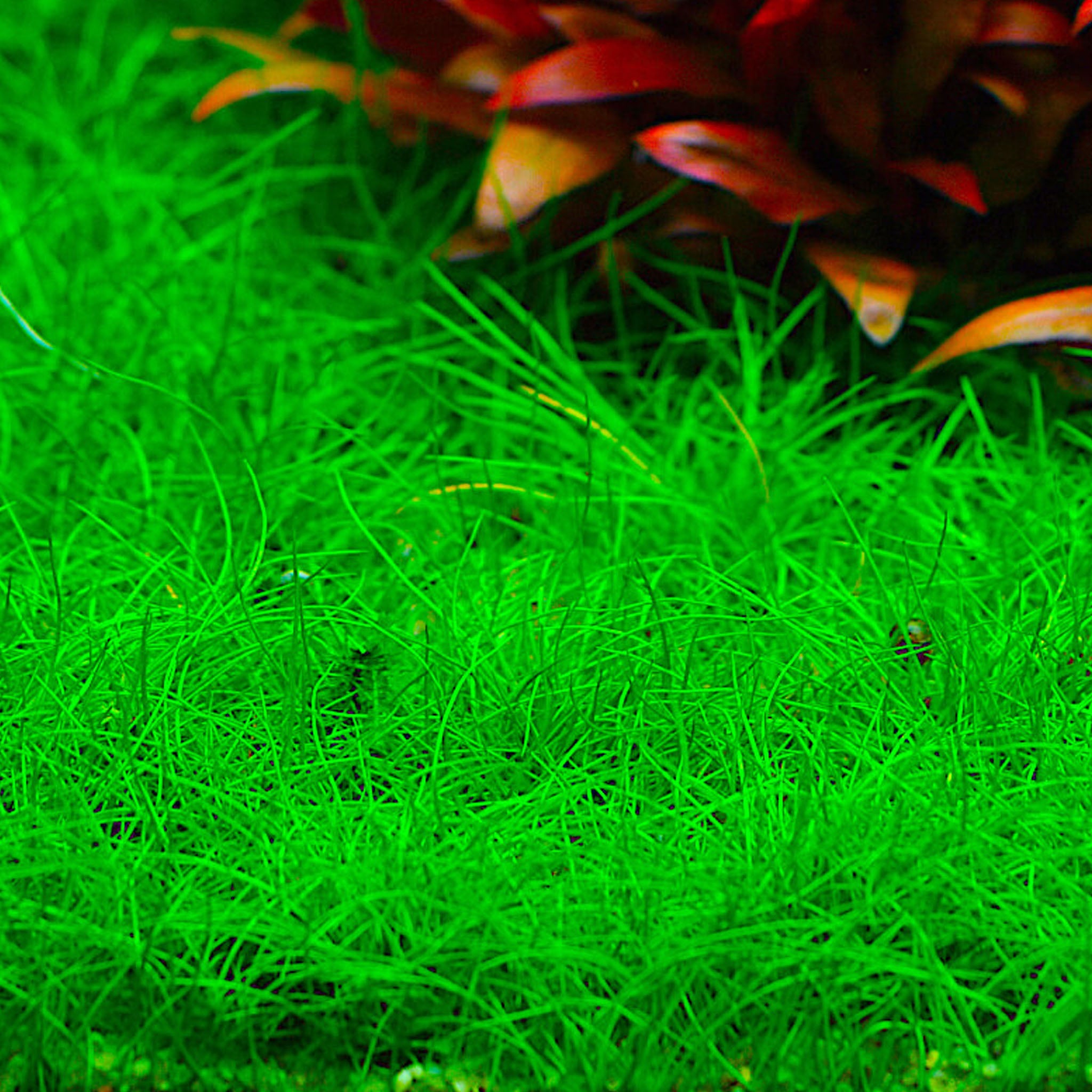 Eleocharis-pusilla-Mini-Aquarium