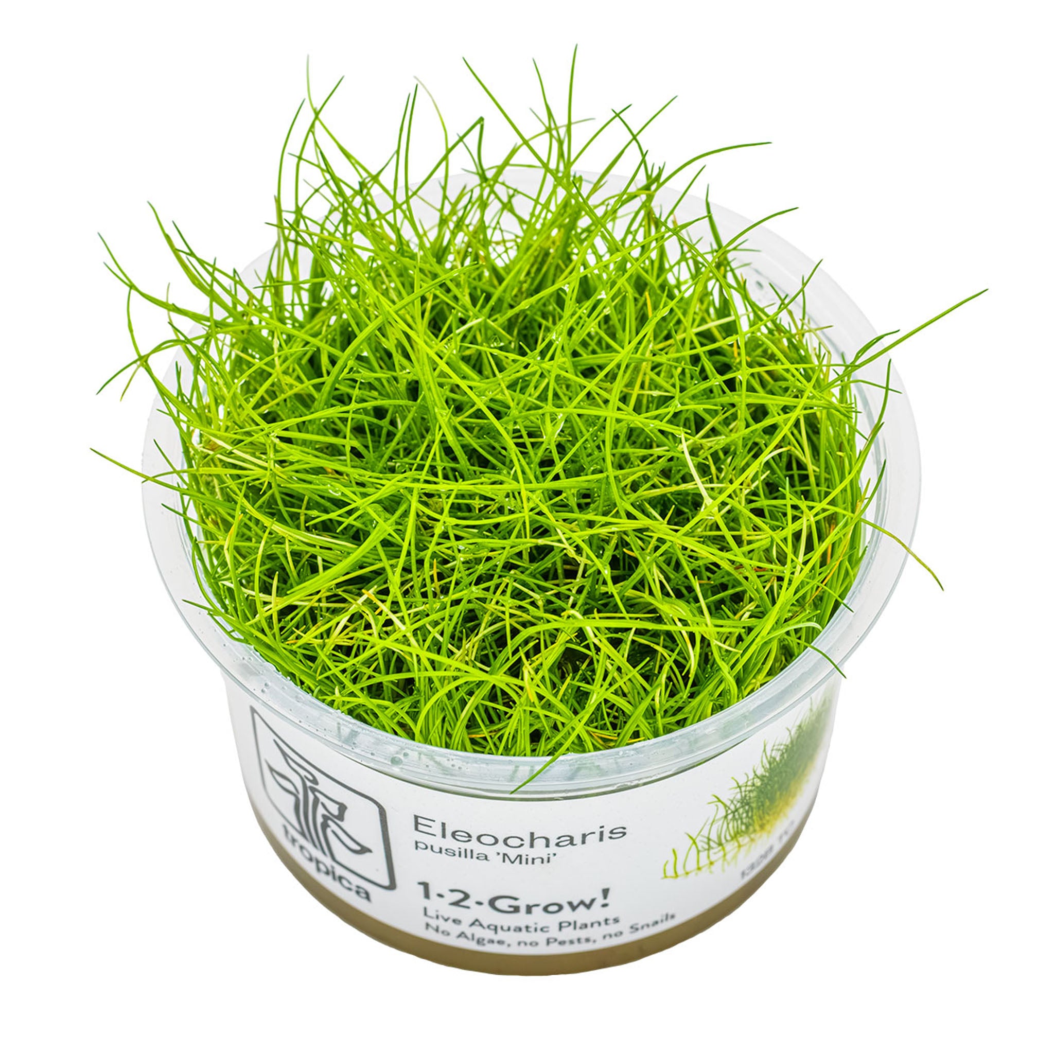 Eleocharis-pusilla-Mini-Wasserpflanze