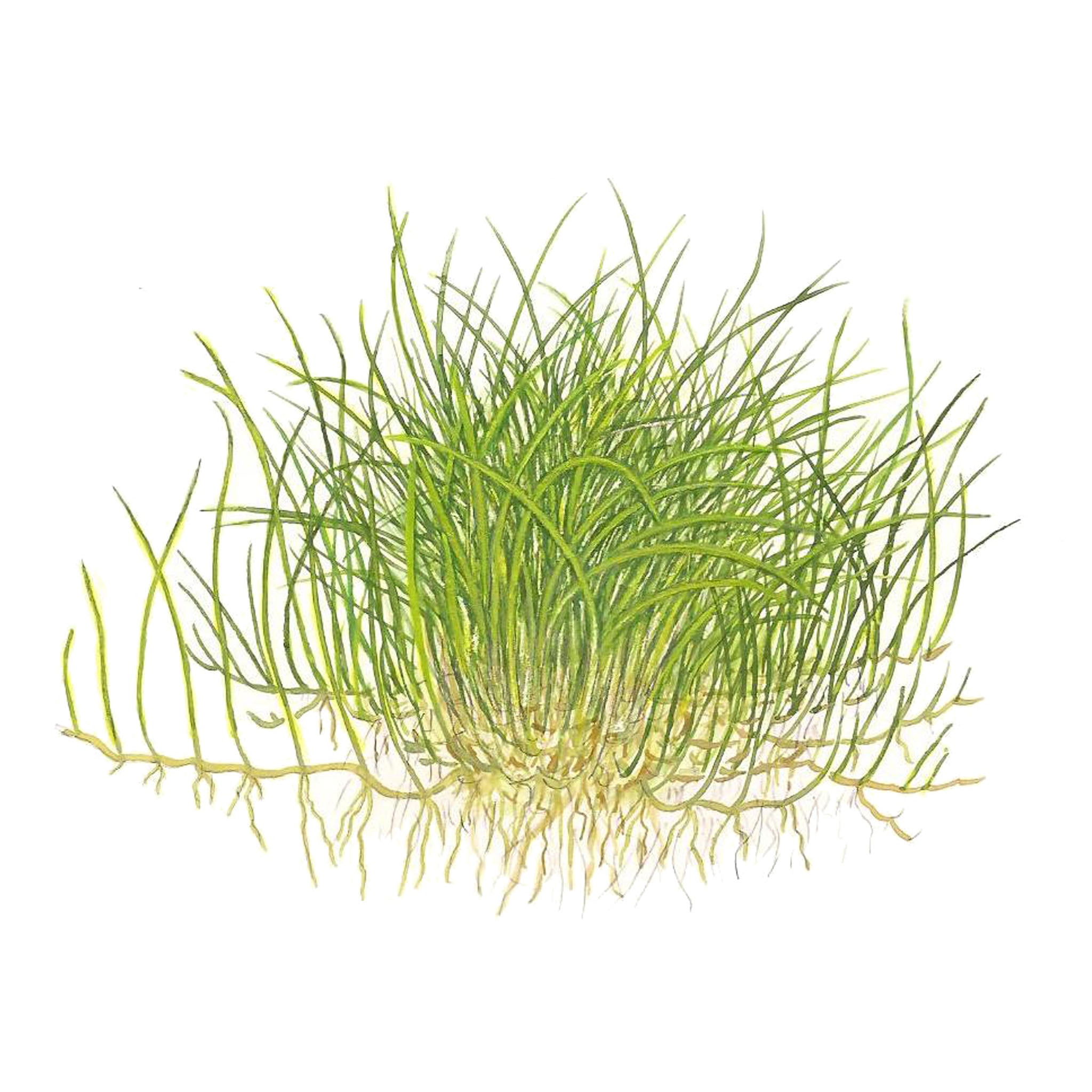 Eleocharis-pusilla-Mini-Zeichnung