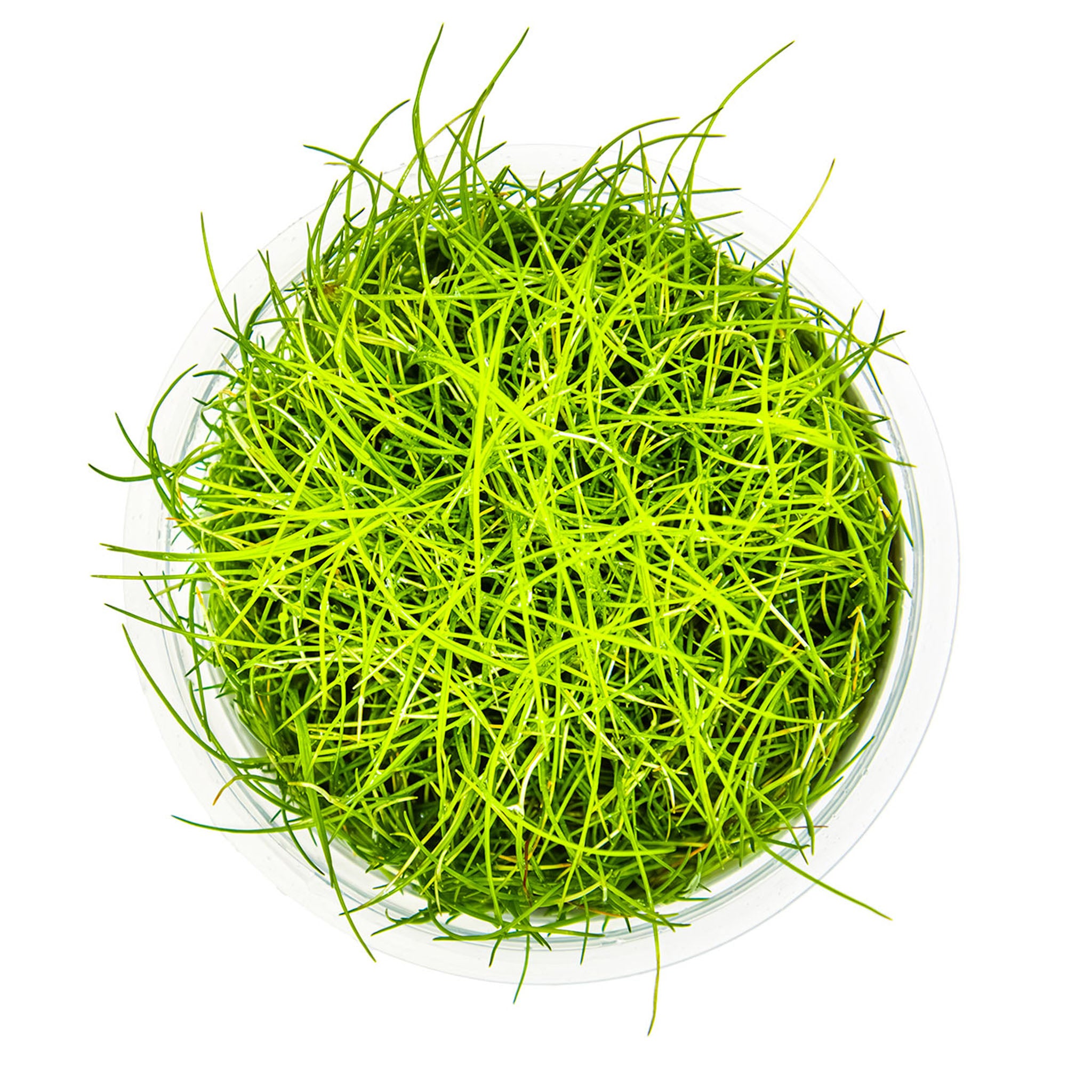 Eleocharis-pusilla-Mini-von-oben
