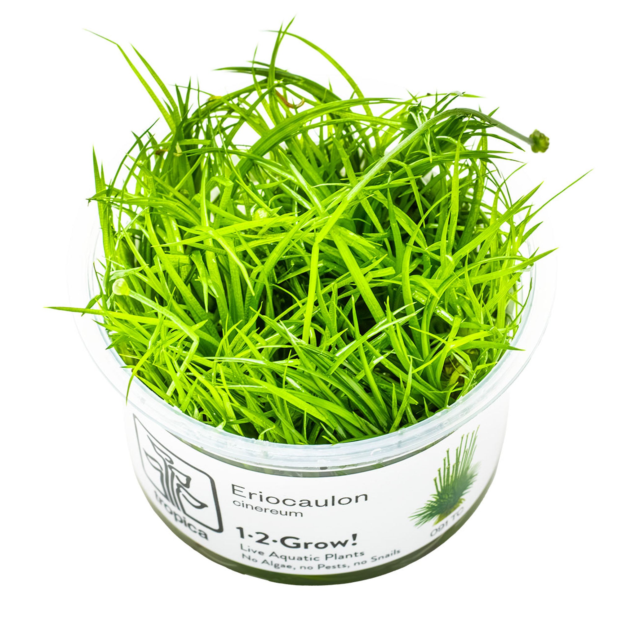 Eriocaulon-cinereum-Wasserpflanze