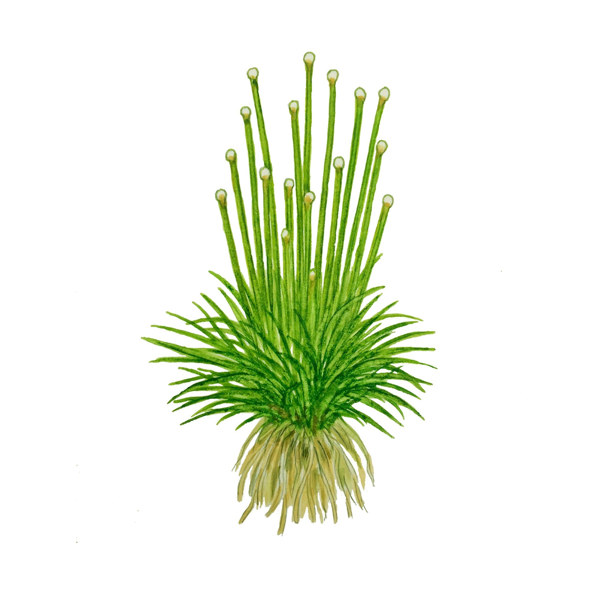 Eriocaulon-cinereum-Zeichnung