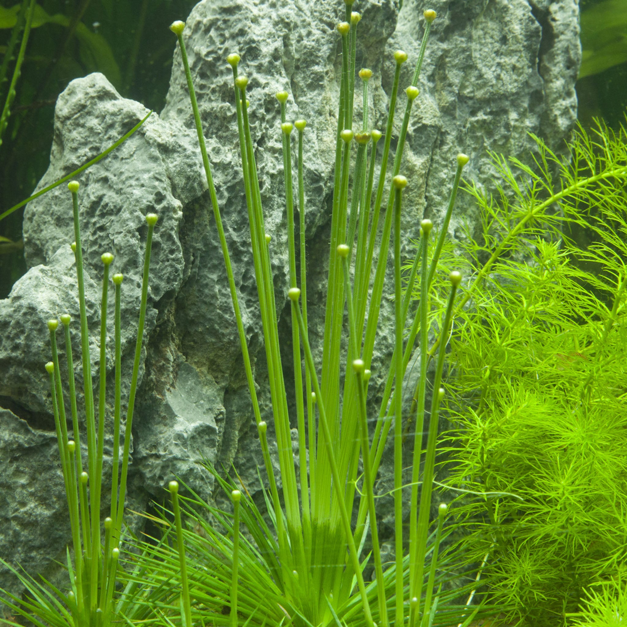Eriocaulon-cinereum-im-Aquarium