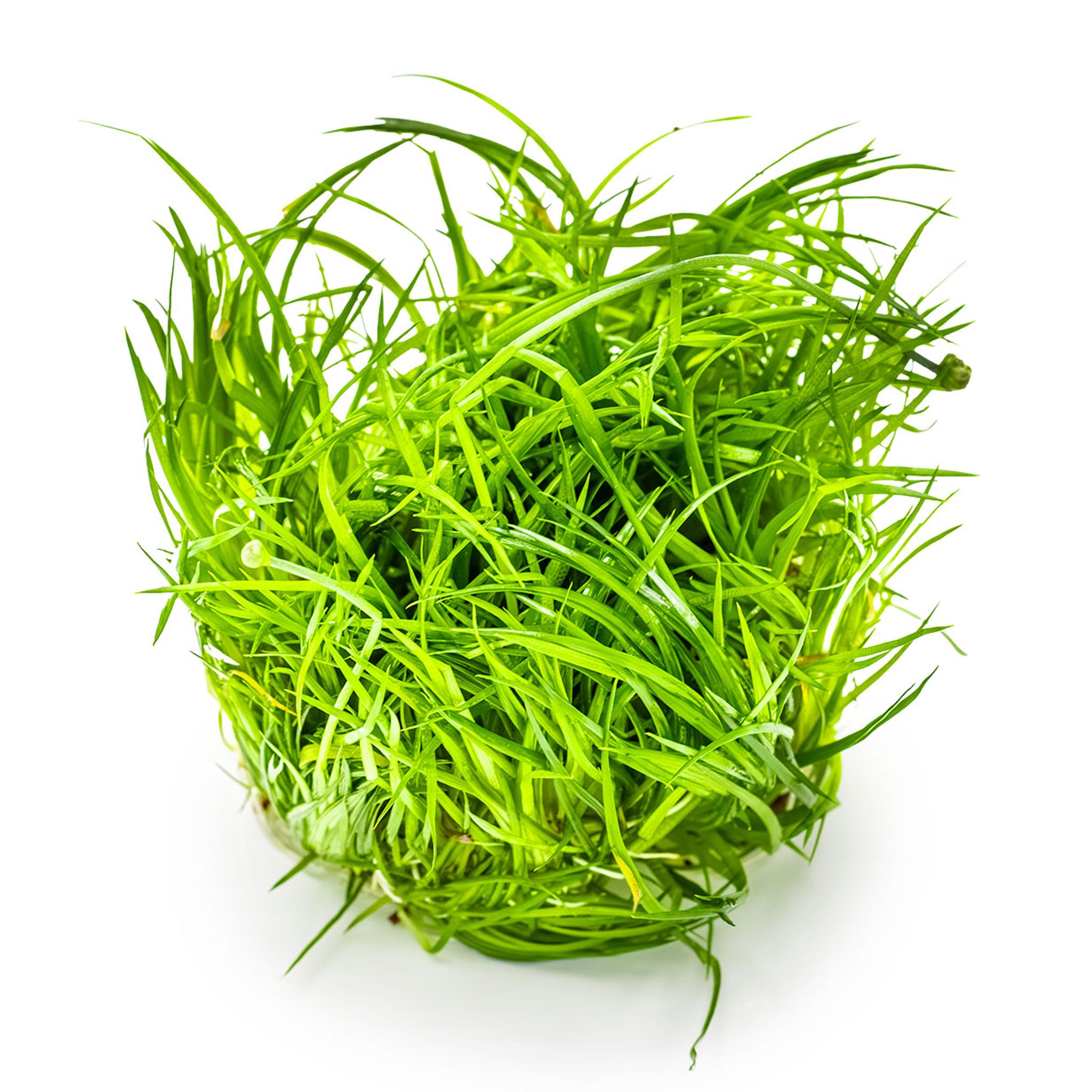 Eriocaulon-cinereum-ohne_Becher