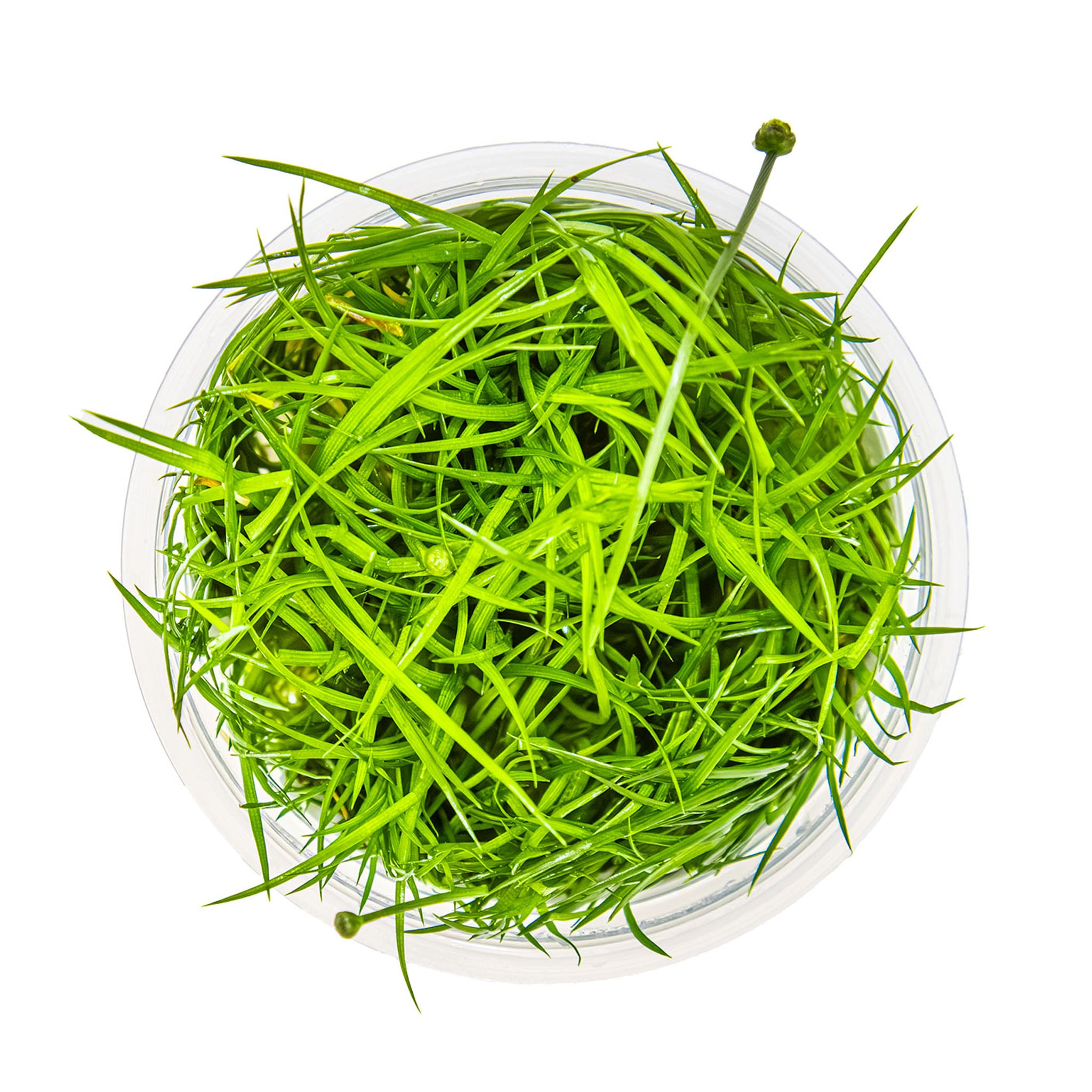 Eriocaulon-cinereum-von-oben