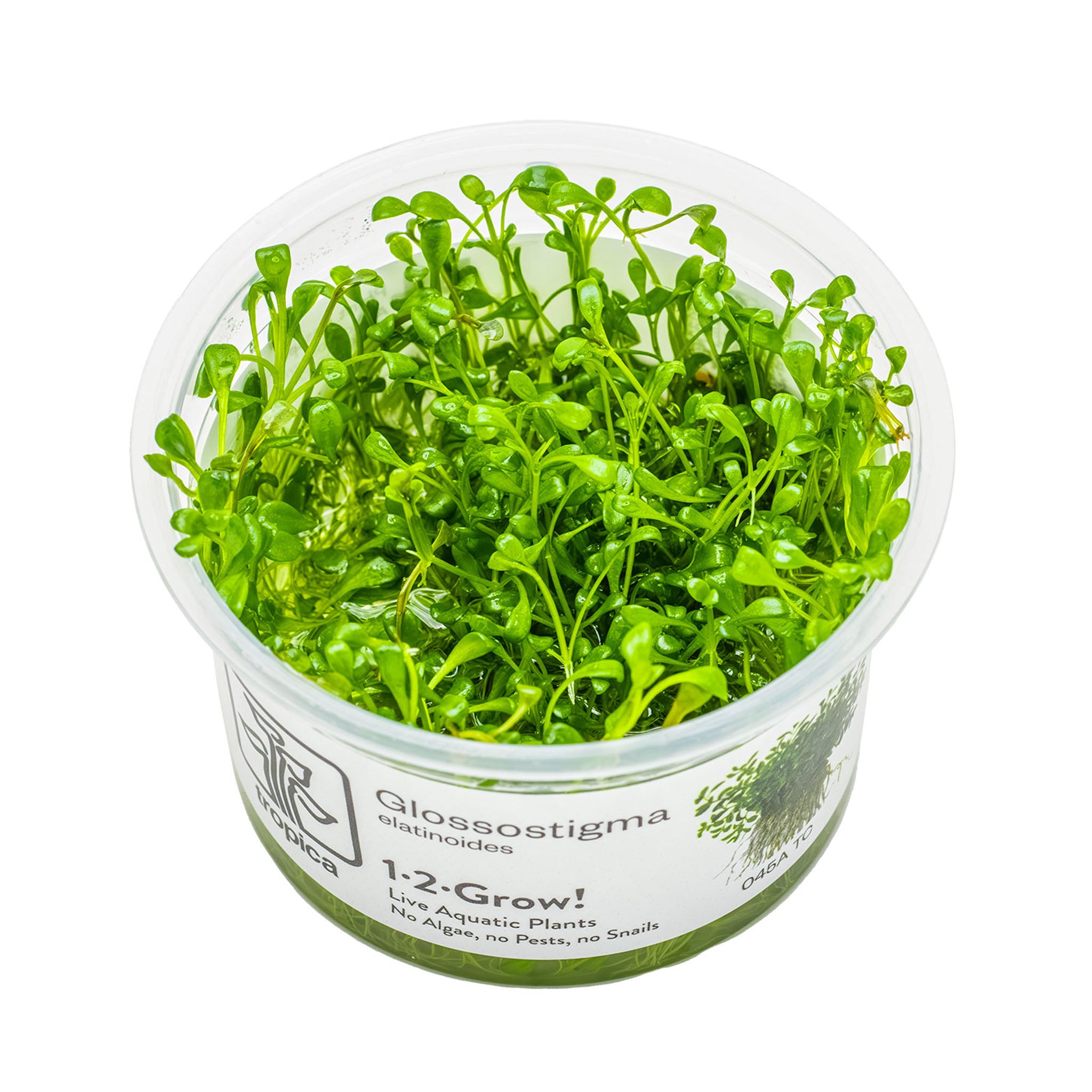 Glossostigma-elatinoides-Wasserpflanze