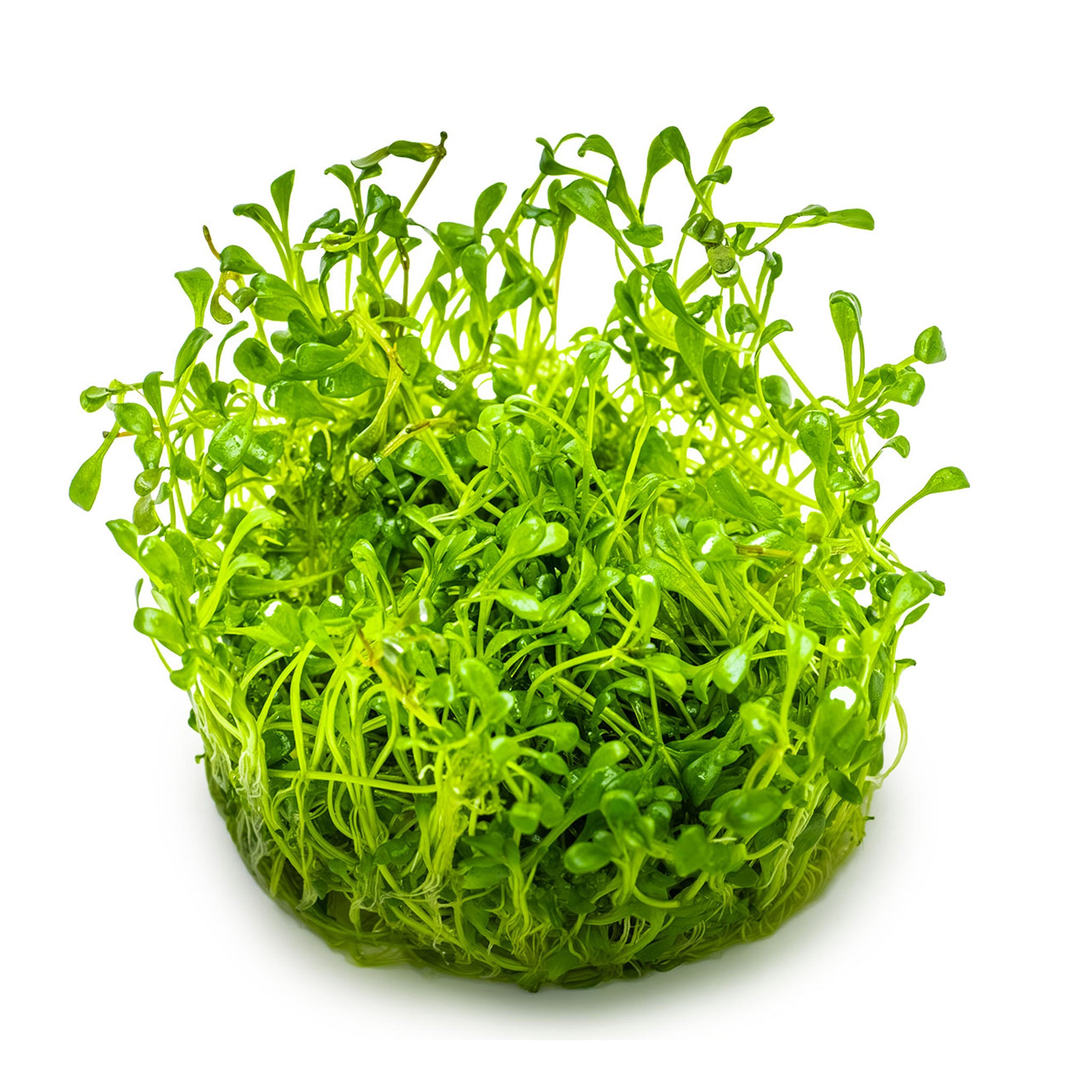 Glossostigma-elatinoides-ohne-Becher