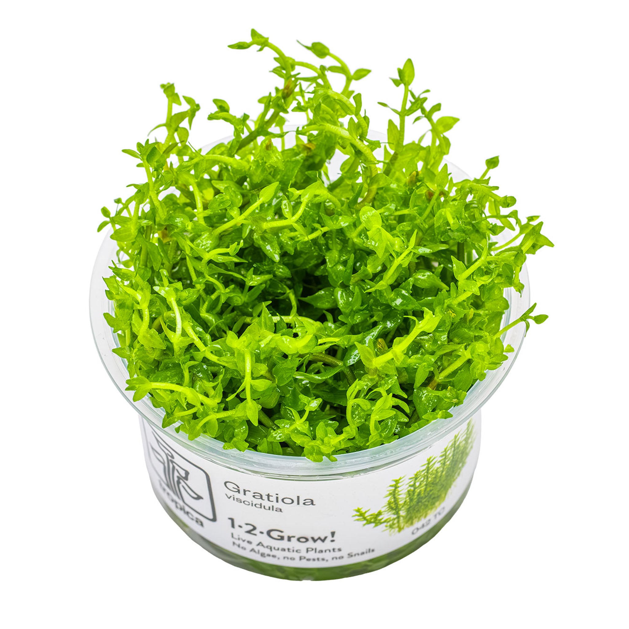 Gratiola-viscidula-Wasserpflanze