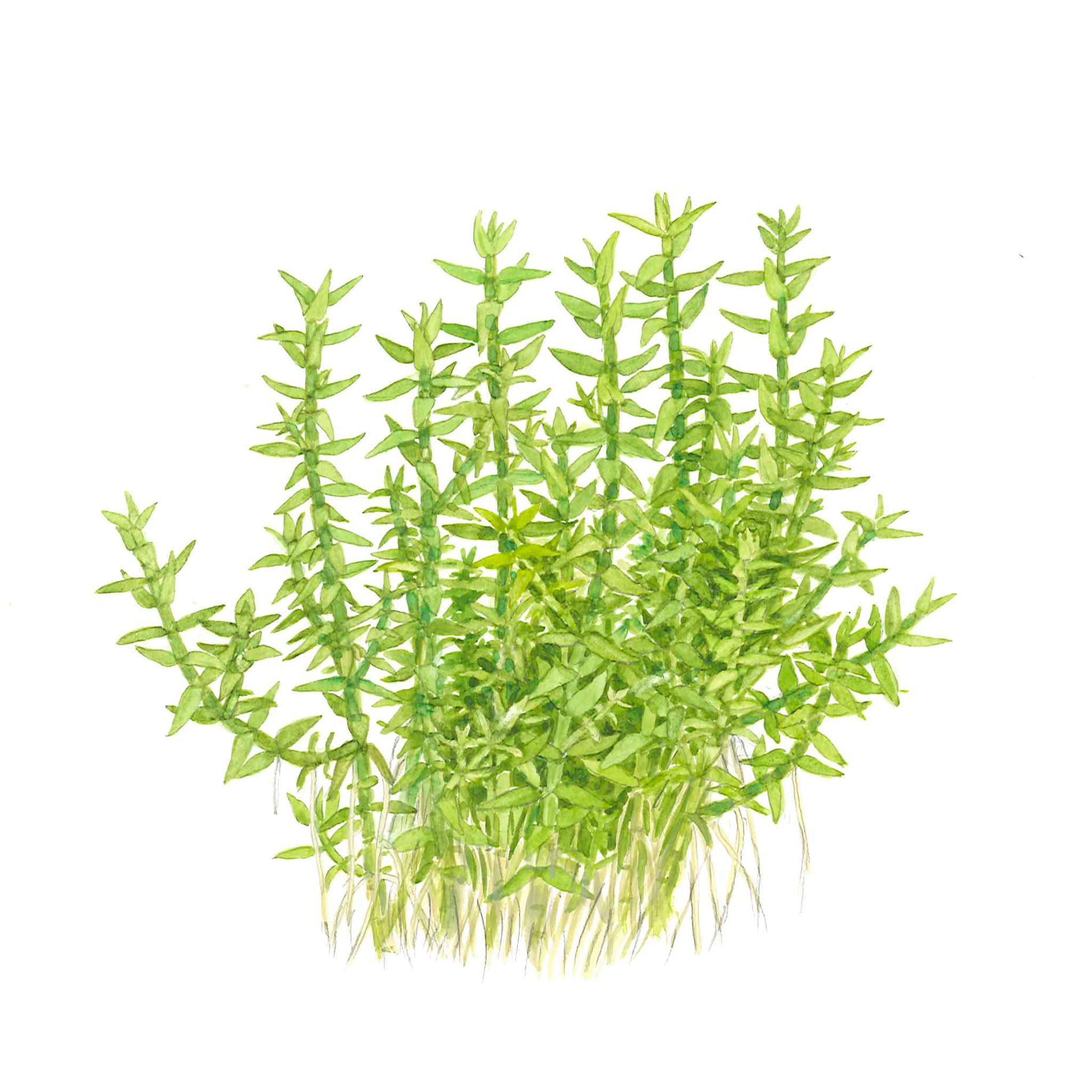 Gratiola-viscidula-Zeichnung