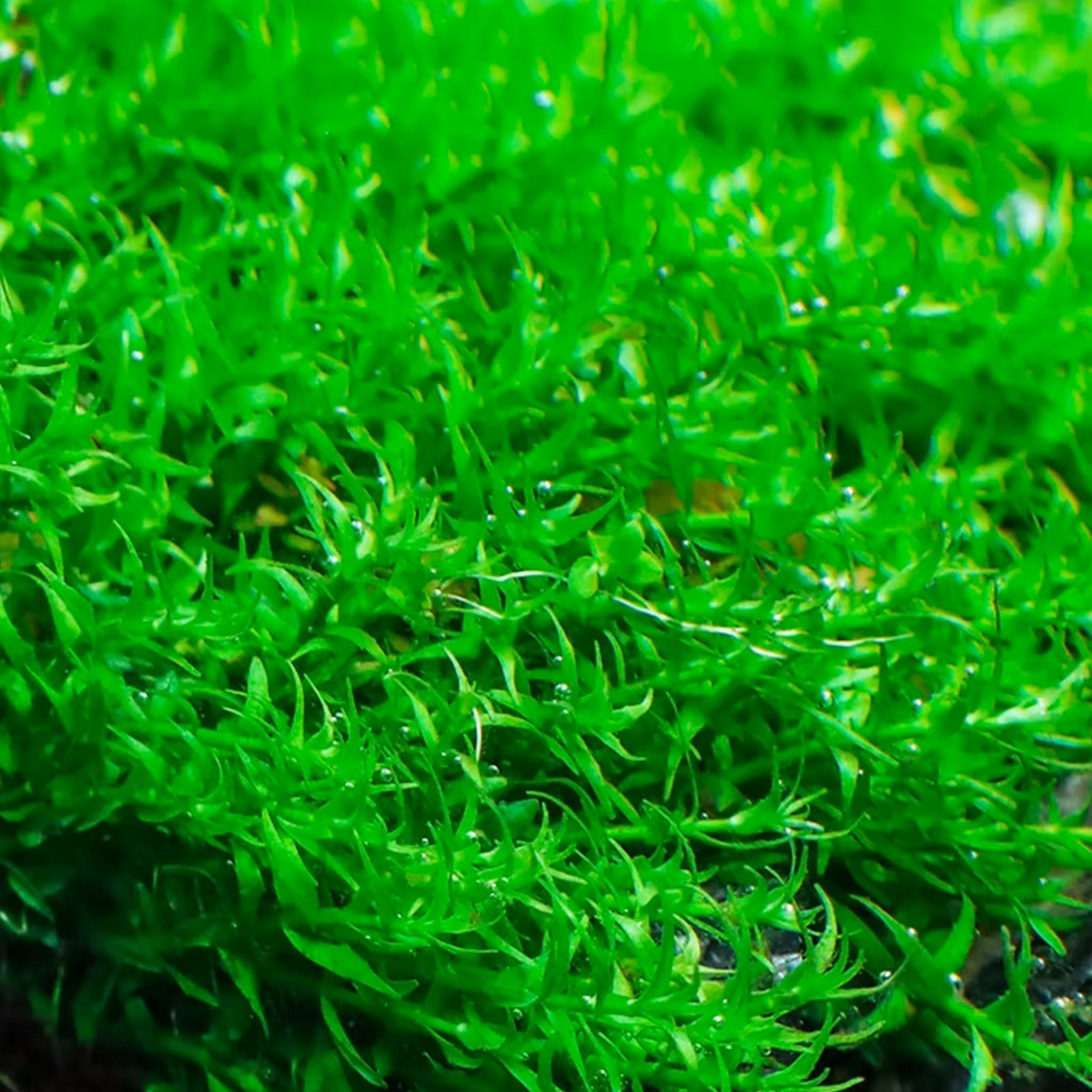 Gratiola-viscidula-im-Aquarium