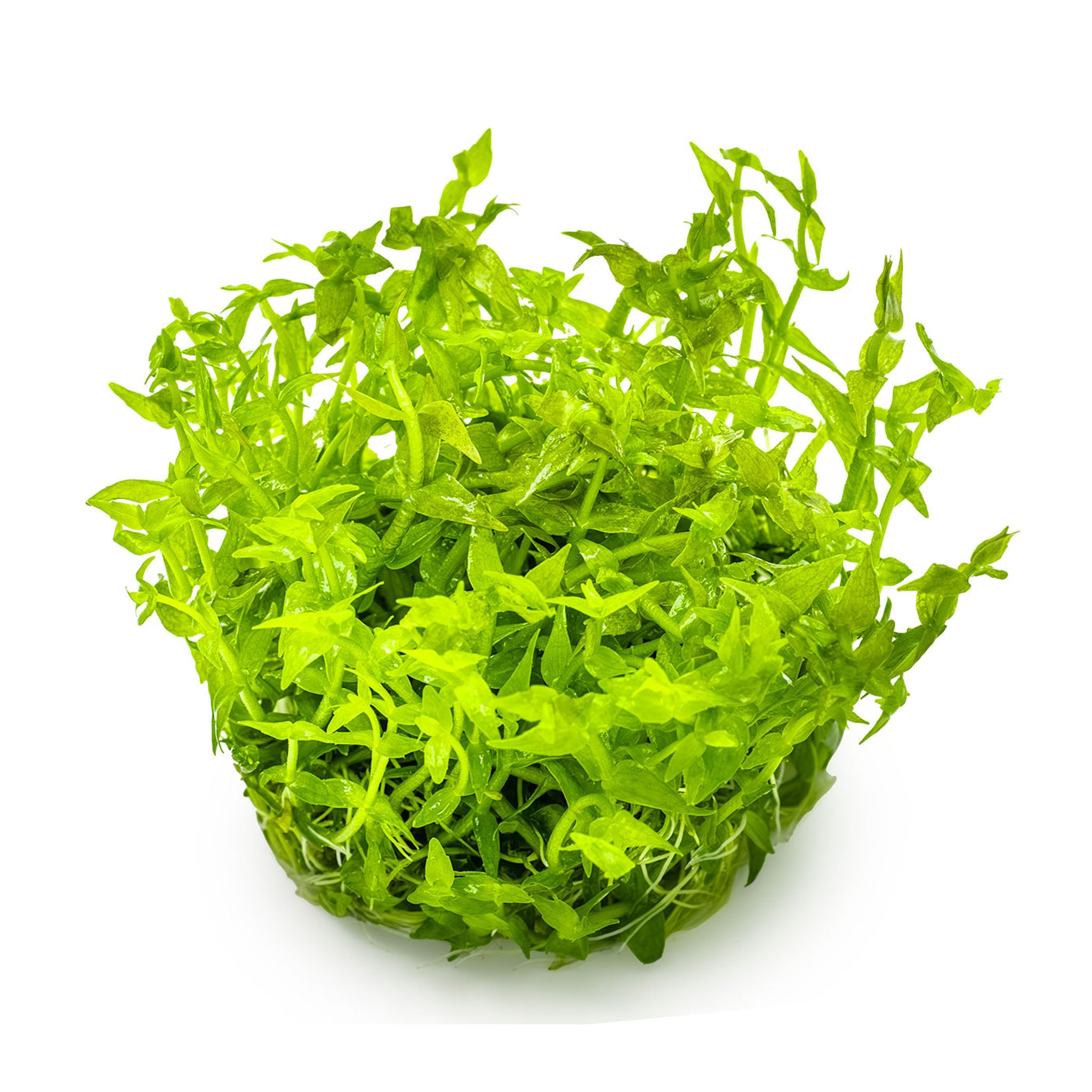 Gratiola-viscidula-ohne-Becher