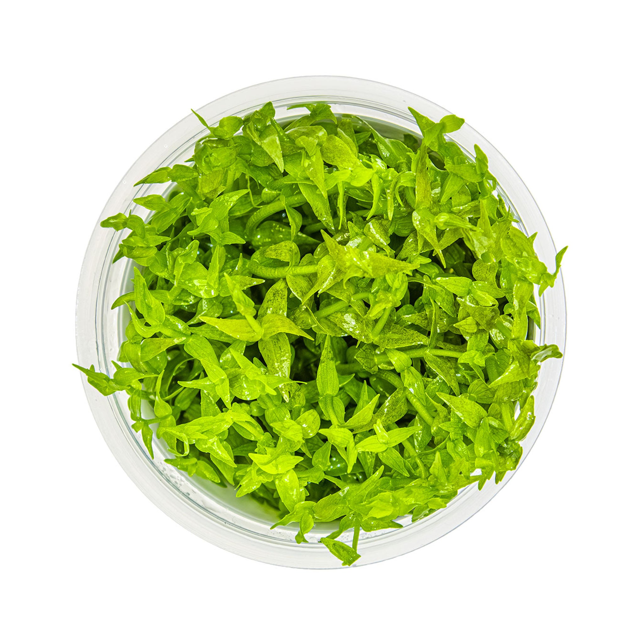 Gratiola-viscidula-von-oben