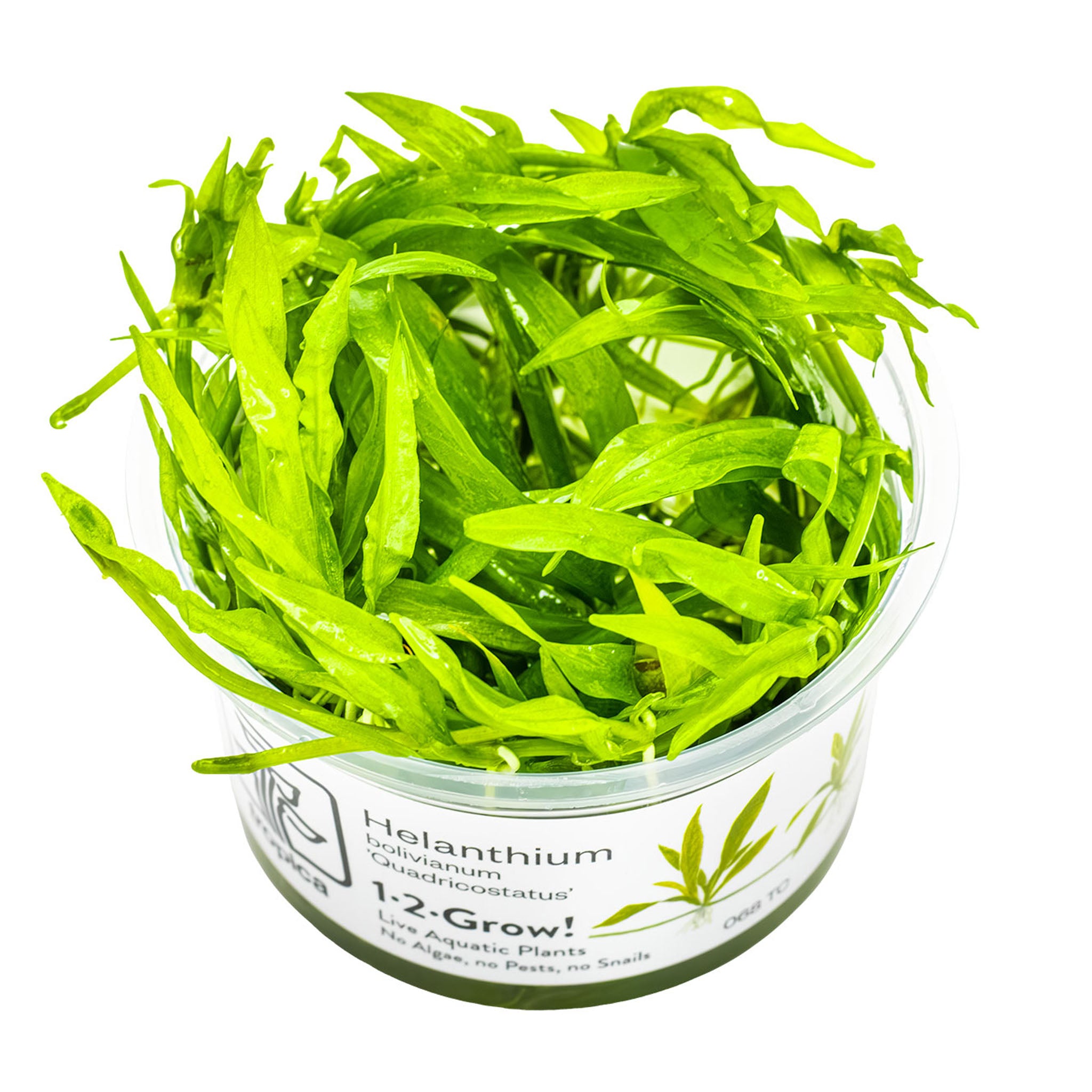 Helanthium-bolivianum-Quadricostatus-Wasserpflanzen