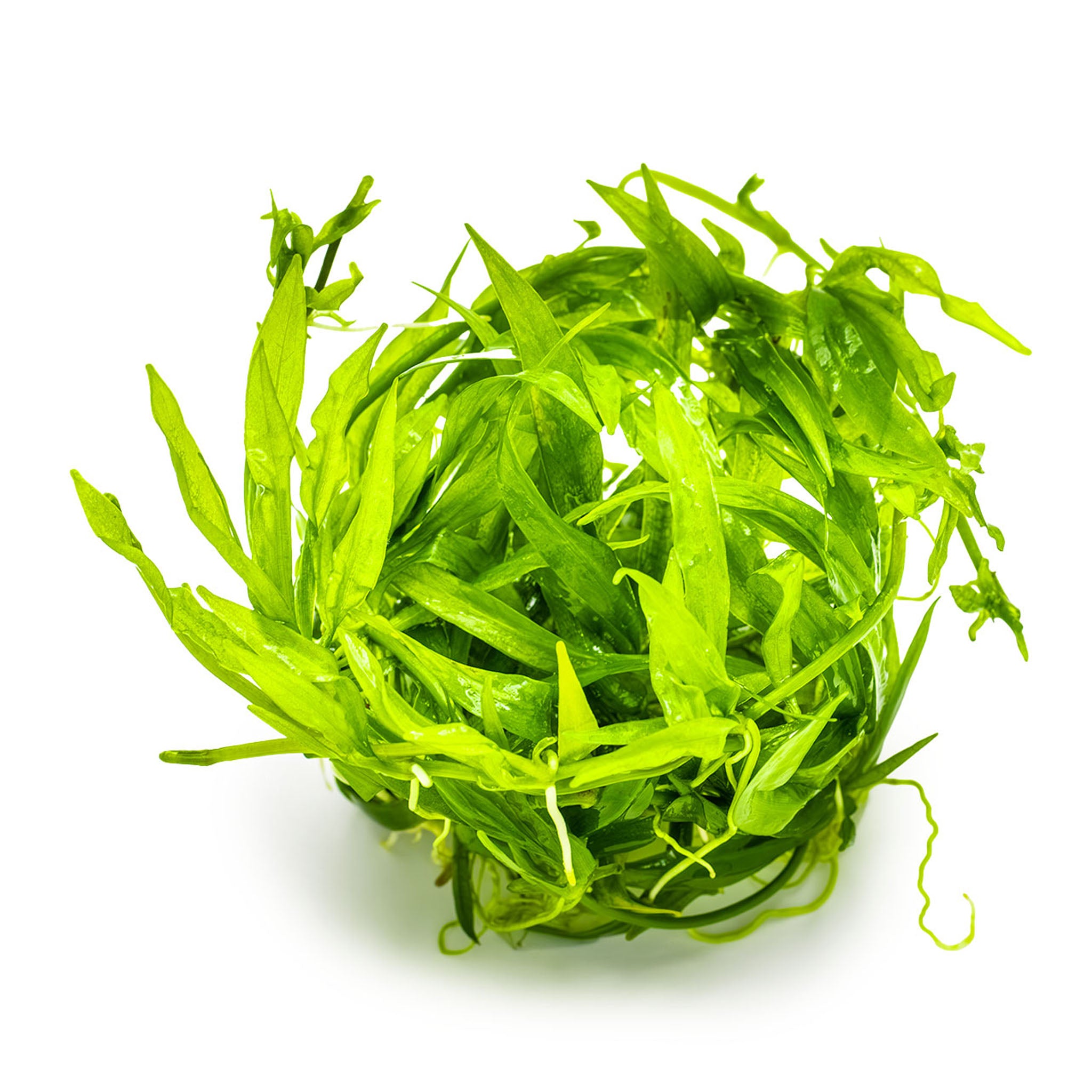 Helanthium-bolivianum-Quadricostatus-ohne-BEcher