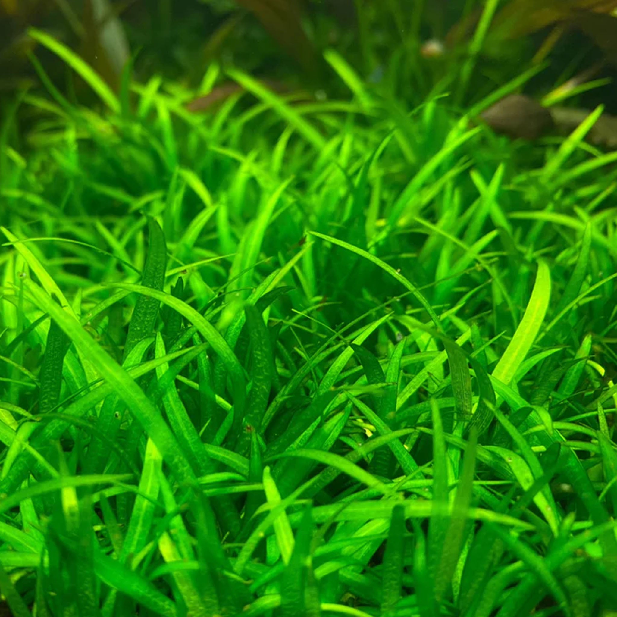 Helanthium-tenellum-Green-im-Aquarium
