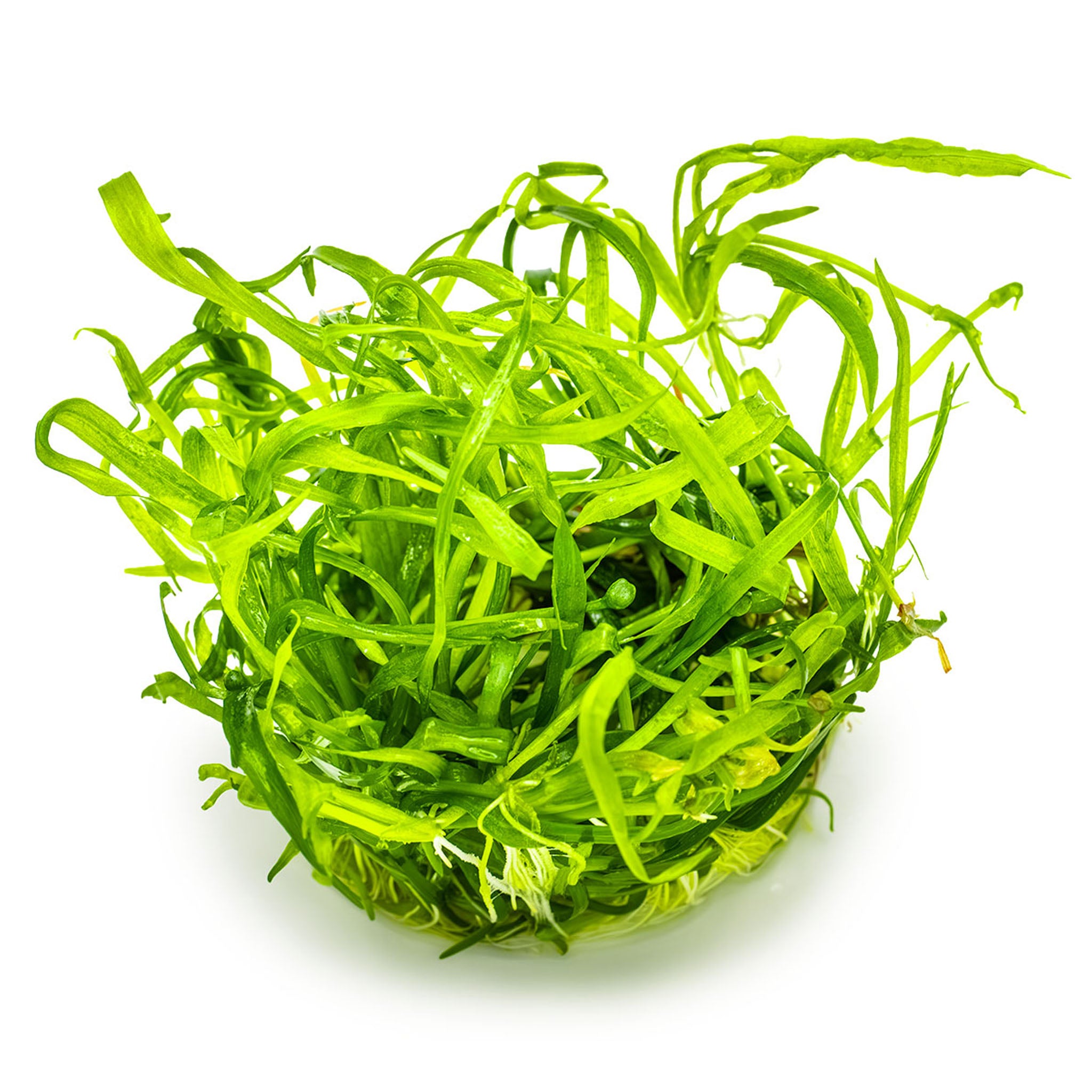 Helanthium-tenellum-Green-ohne-Topf