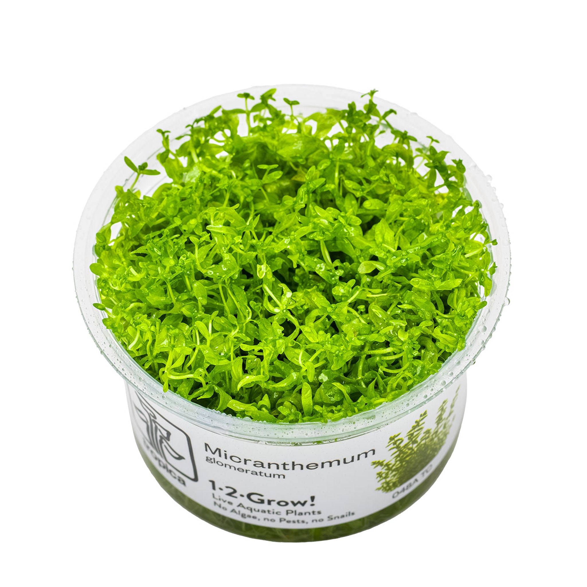 Hemianthus-micranthemoides-Wasserpflanze