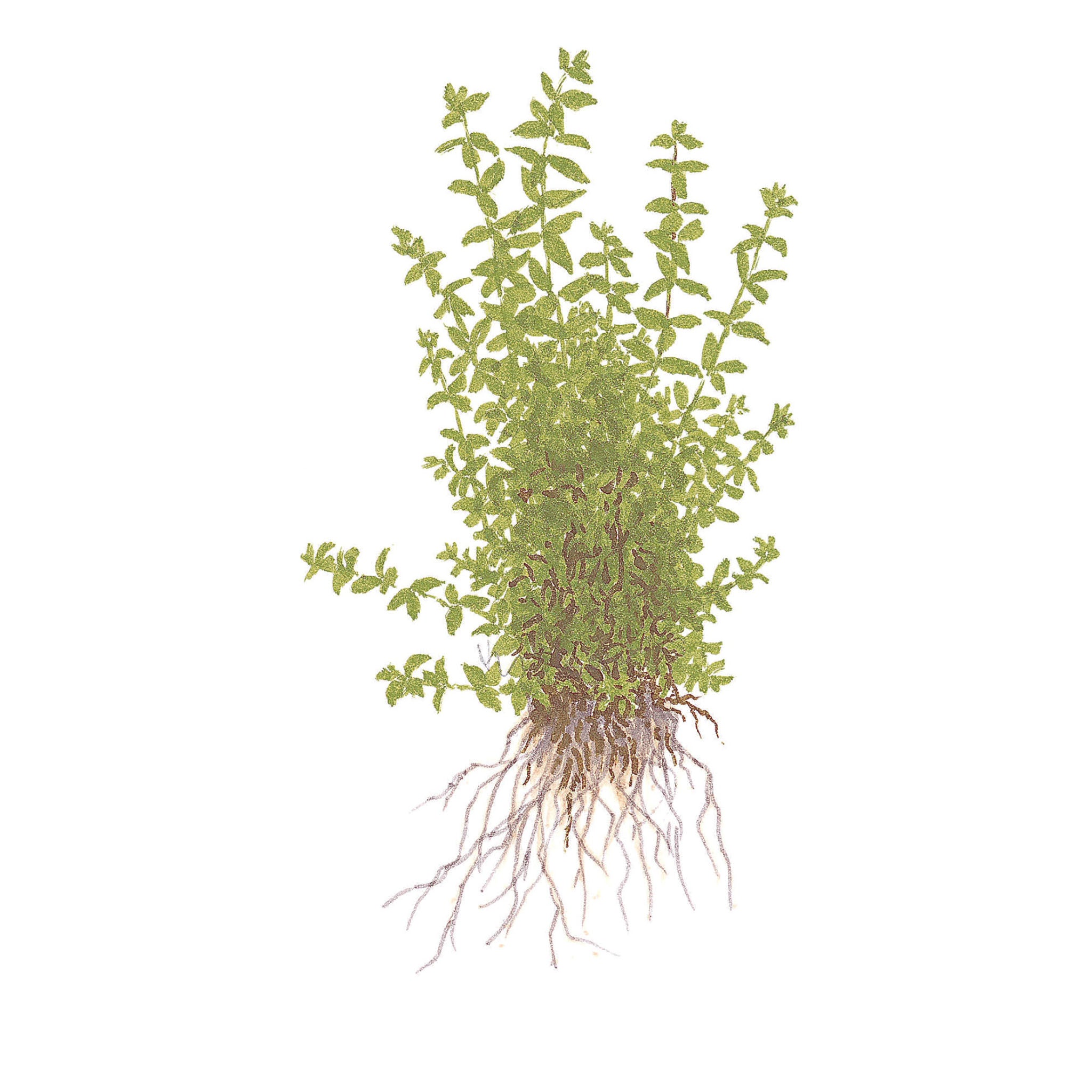 Hemianthus-micranthemoides-Zeichnung