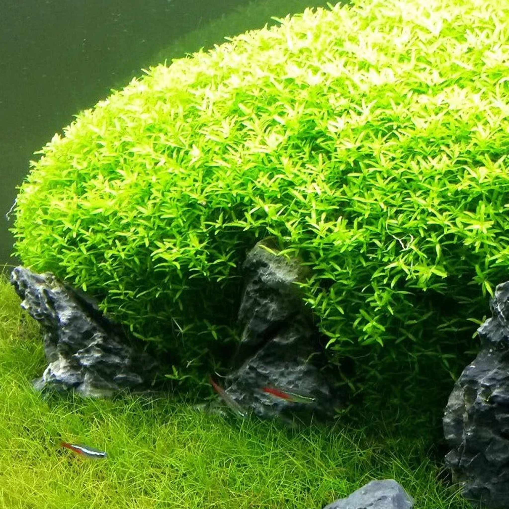 Hemianthus-micranthemoides-im-Aquarium