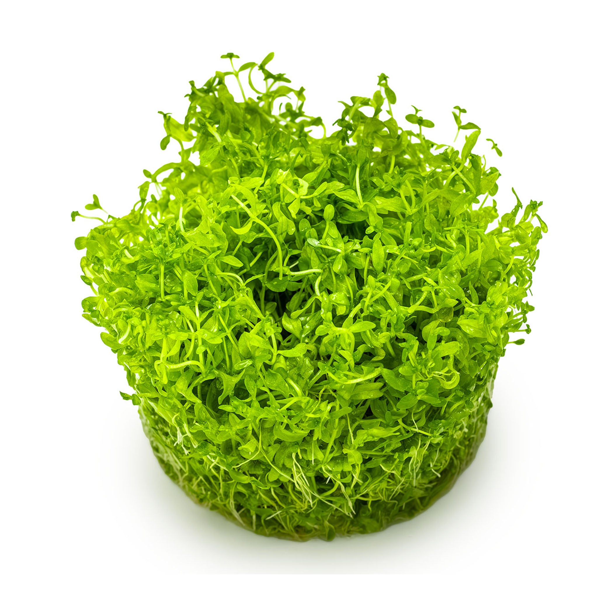 Hemianthus-micranthemoides-ohne_Becher