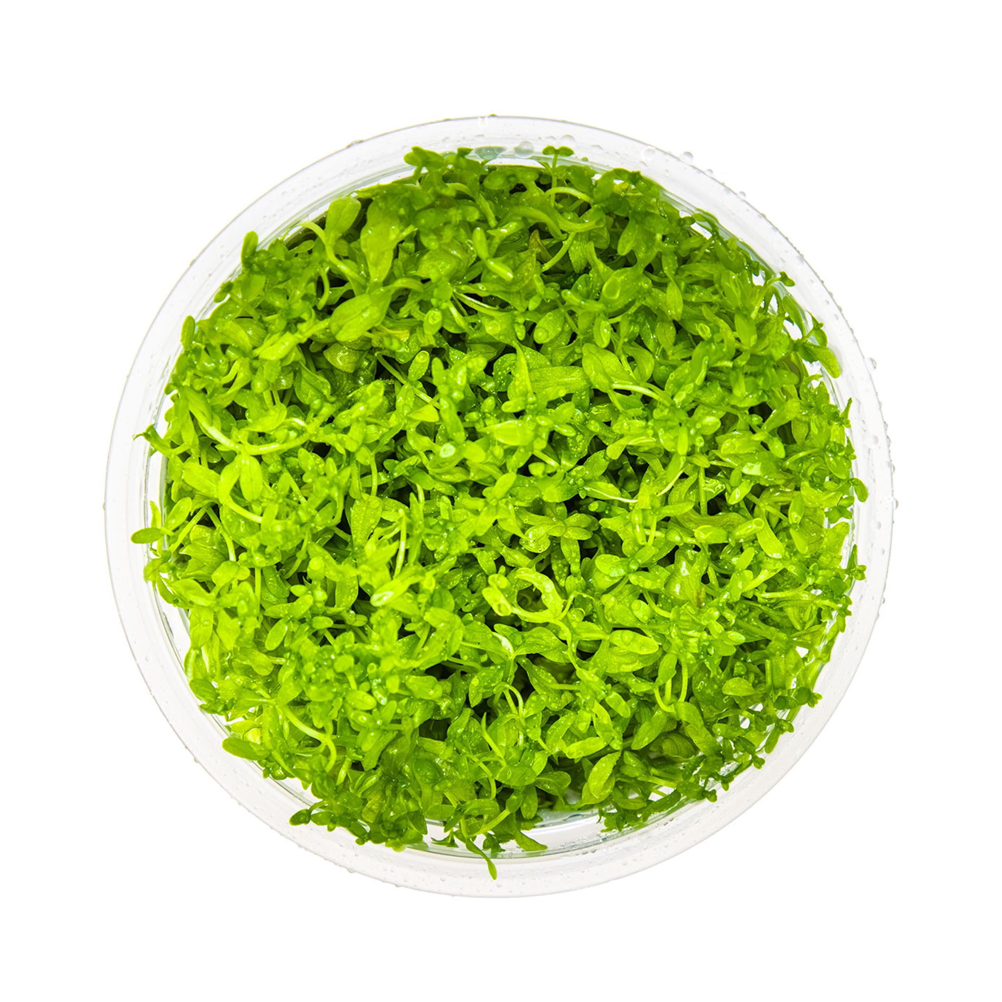 Hemianthus-micranthemoides-von-oben