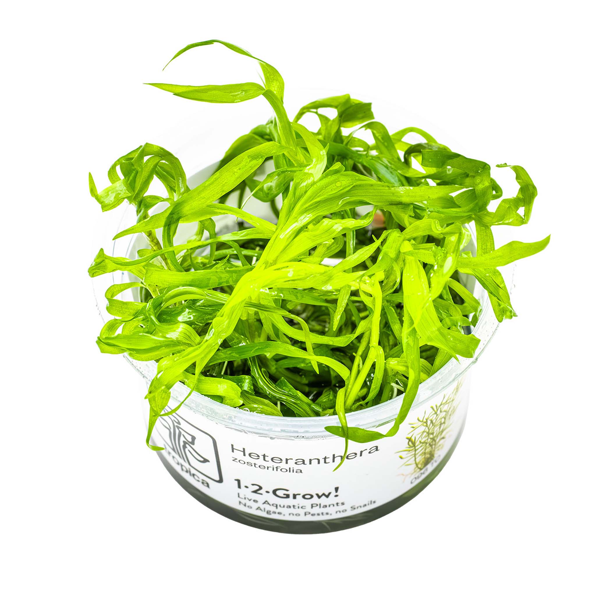 Heteranthera-zosterifolia-Wasserpflanze