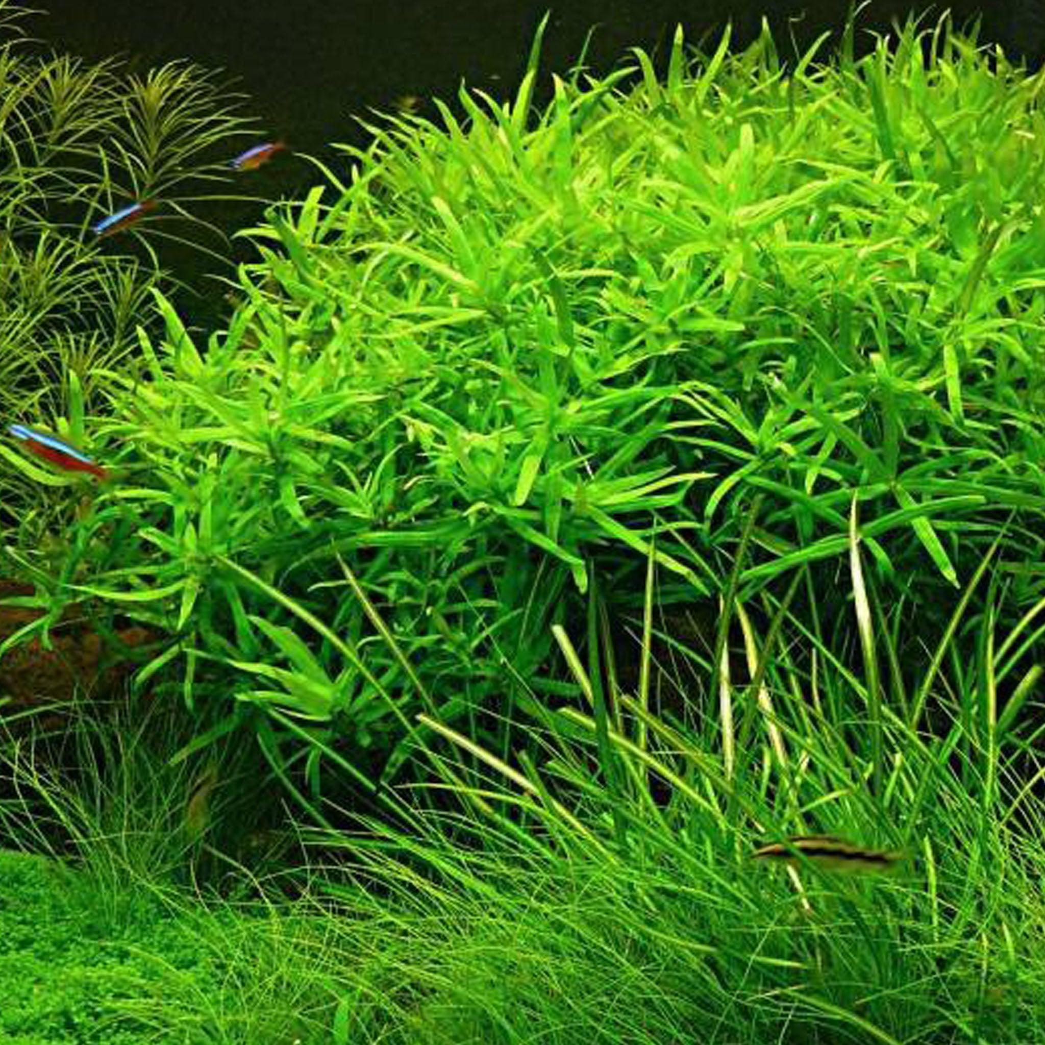 Heteranthera-zosterifolia-im-Aquarium