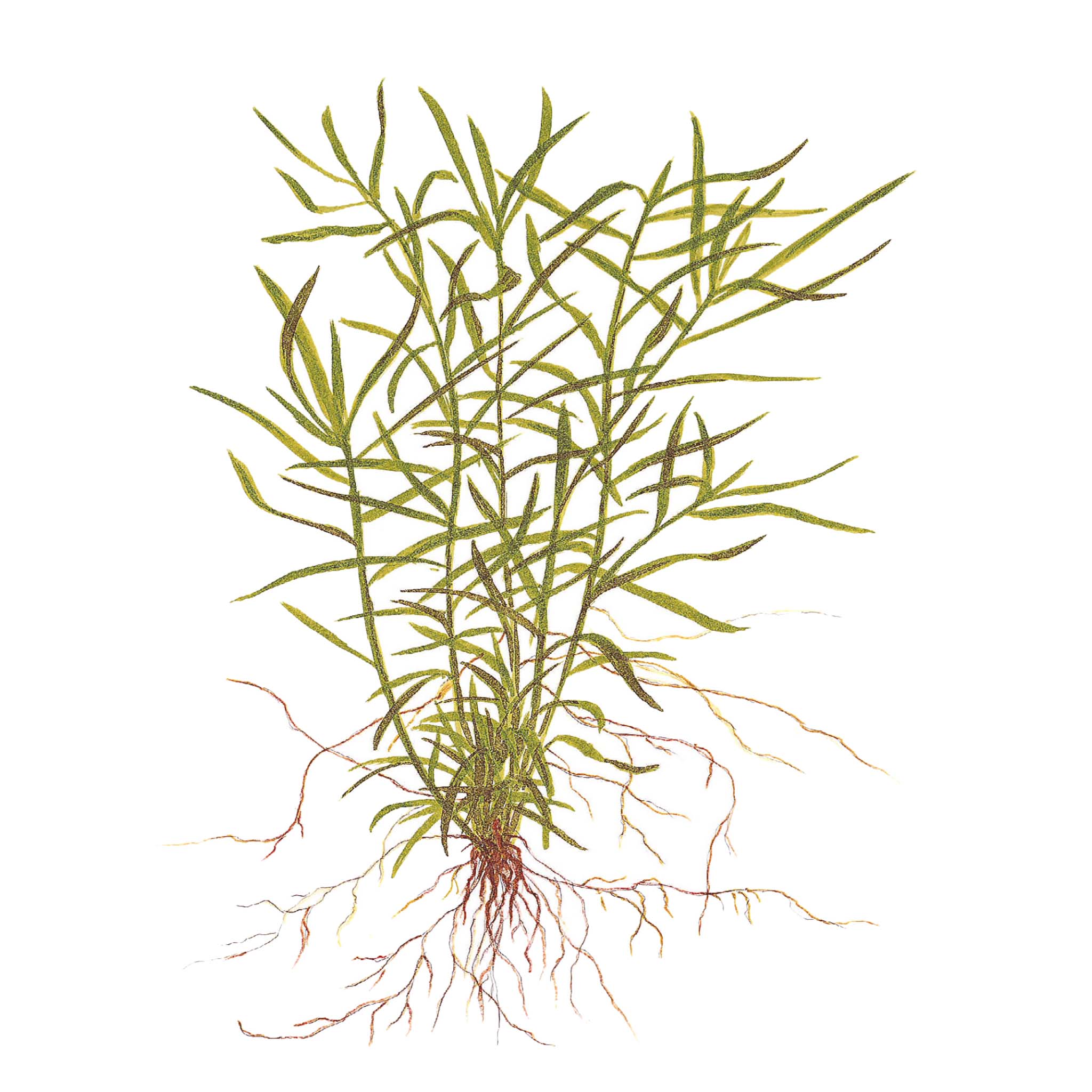 Heteranthera-zosterifolia-im-Zeichnung