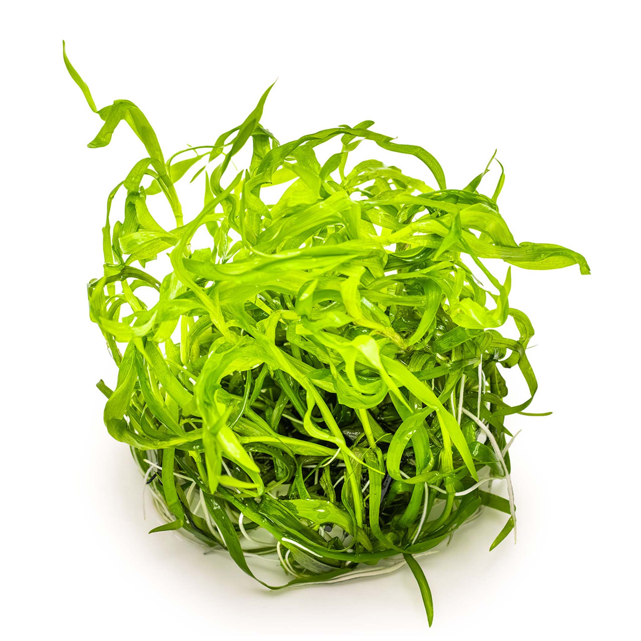 Heteranthera-zosterifolia-ohne-Becher