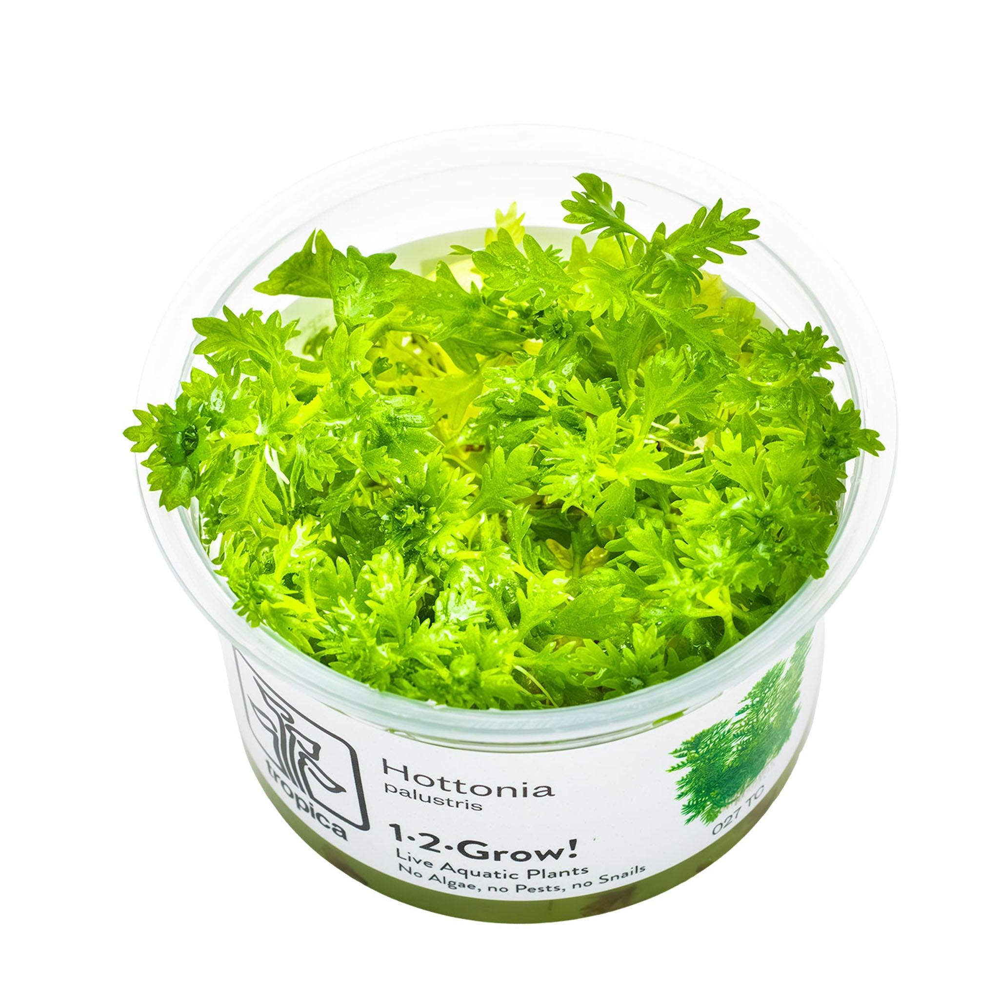 Hottonia-palustris-Wasserpflanze