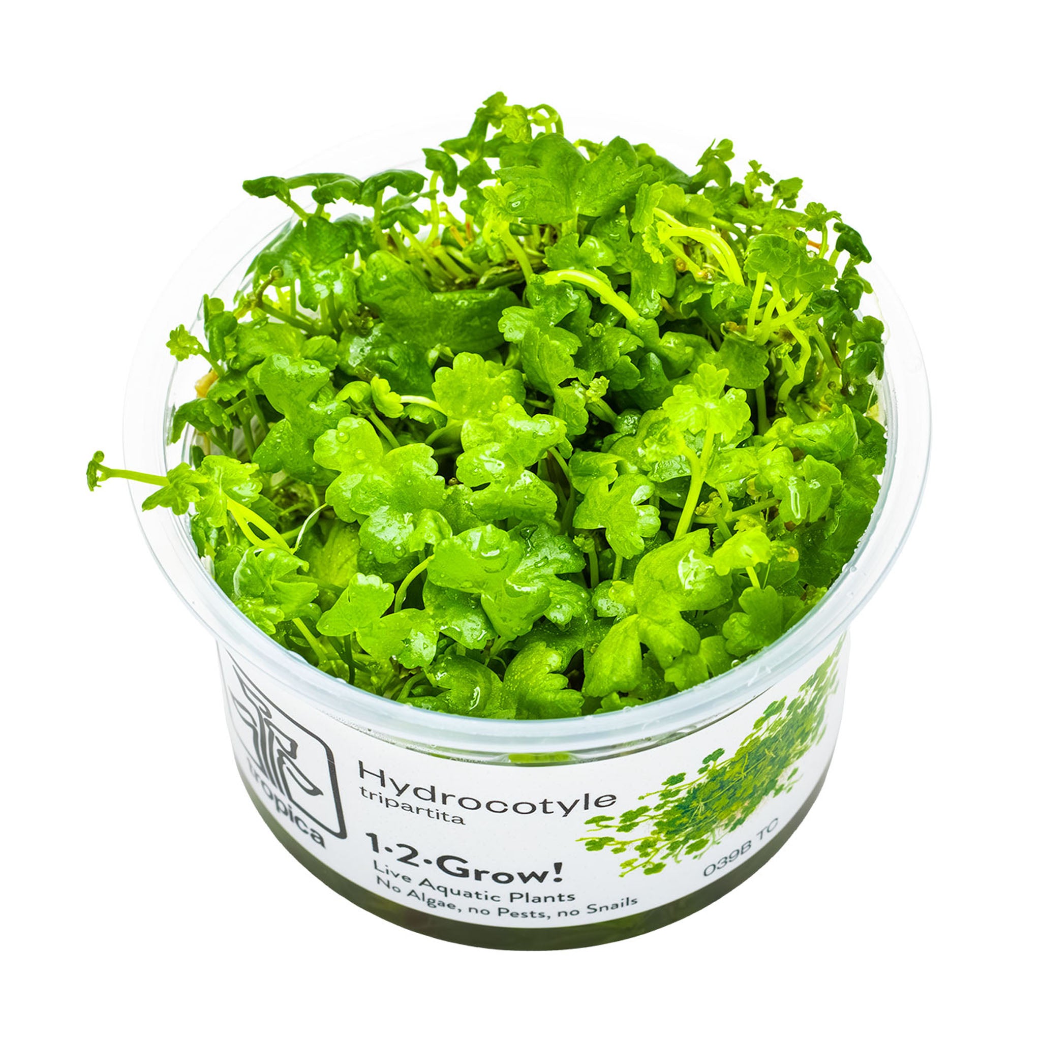 Hydrocotyle-tripartita-Wasserpflanze