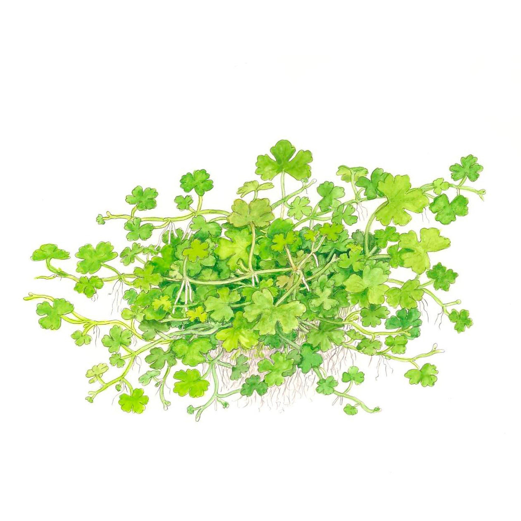 Hydrocotyle-tripartita-Zeichnung