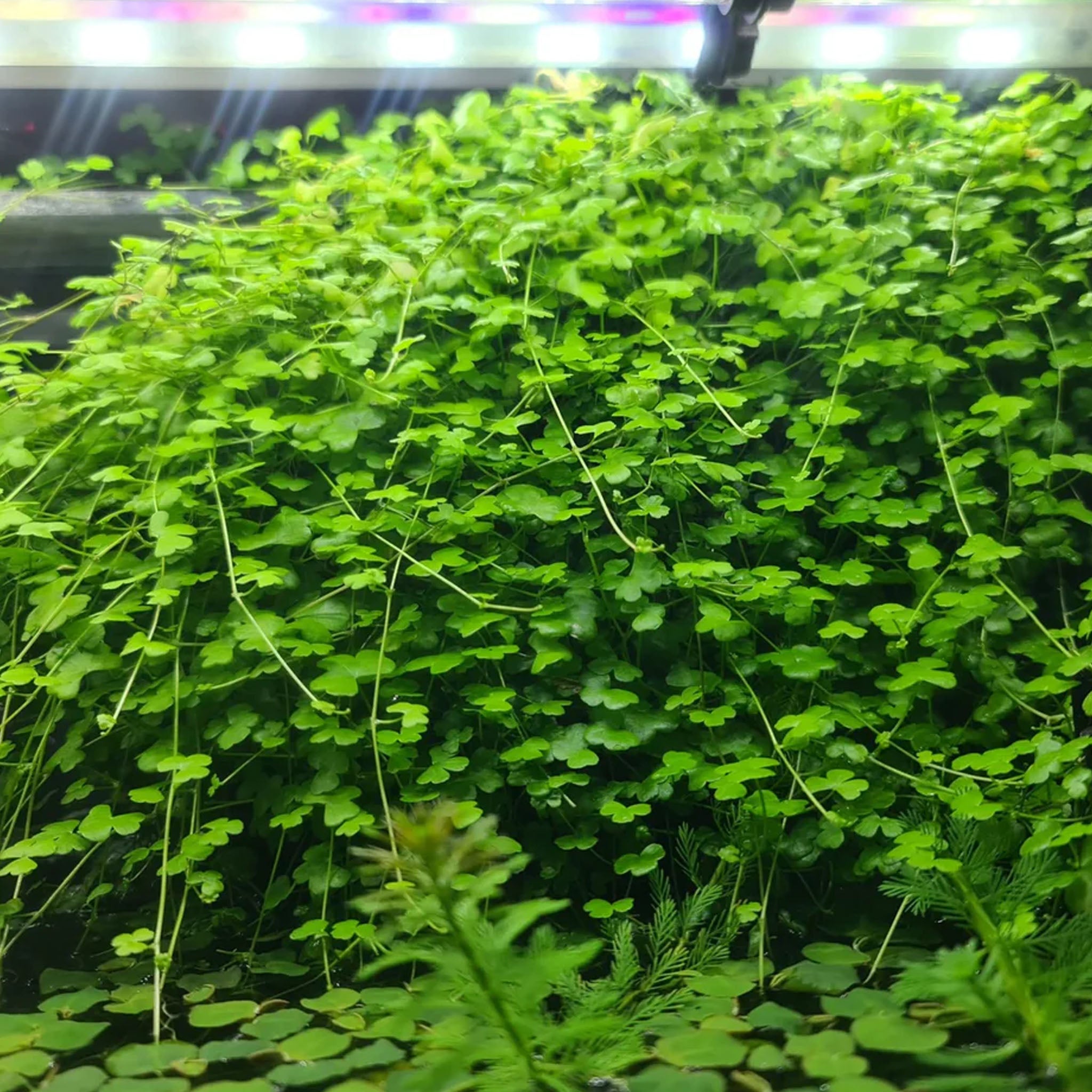 Hydrocotyle-tripartita-im-Aquarium