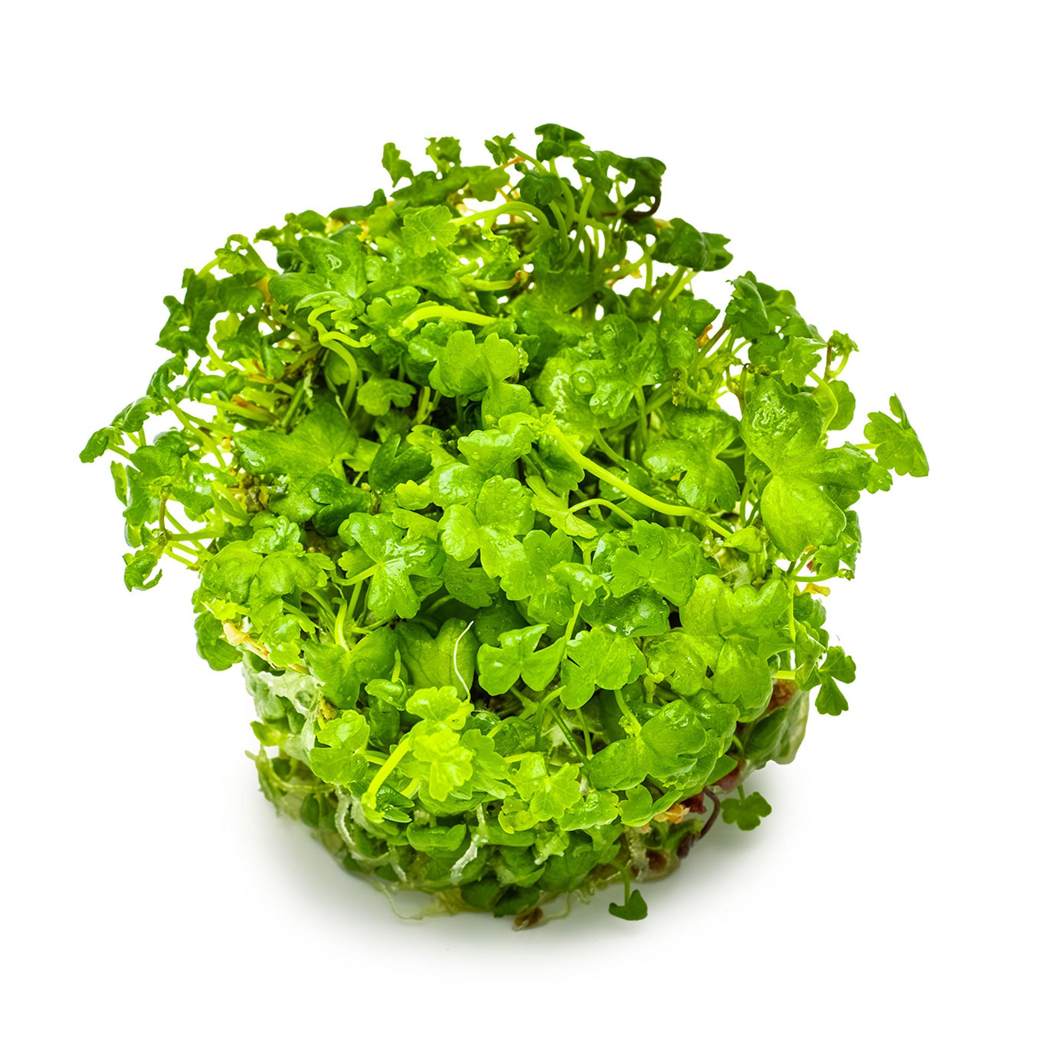 Hydrocotyle-tripartita-ohne-Becher