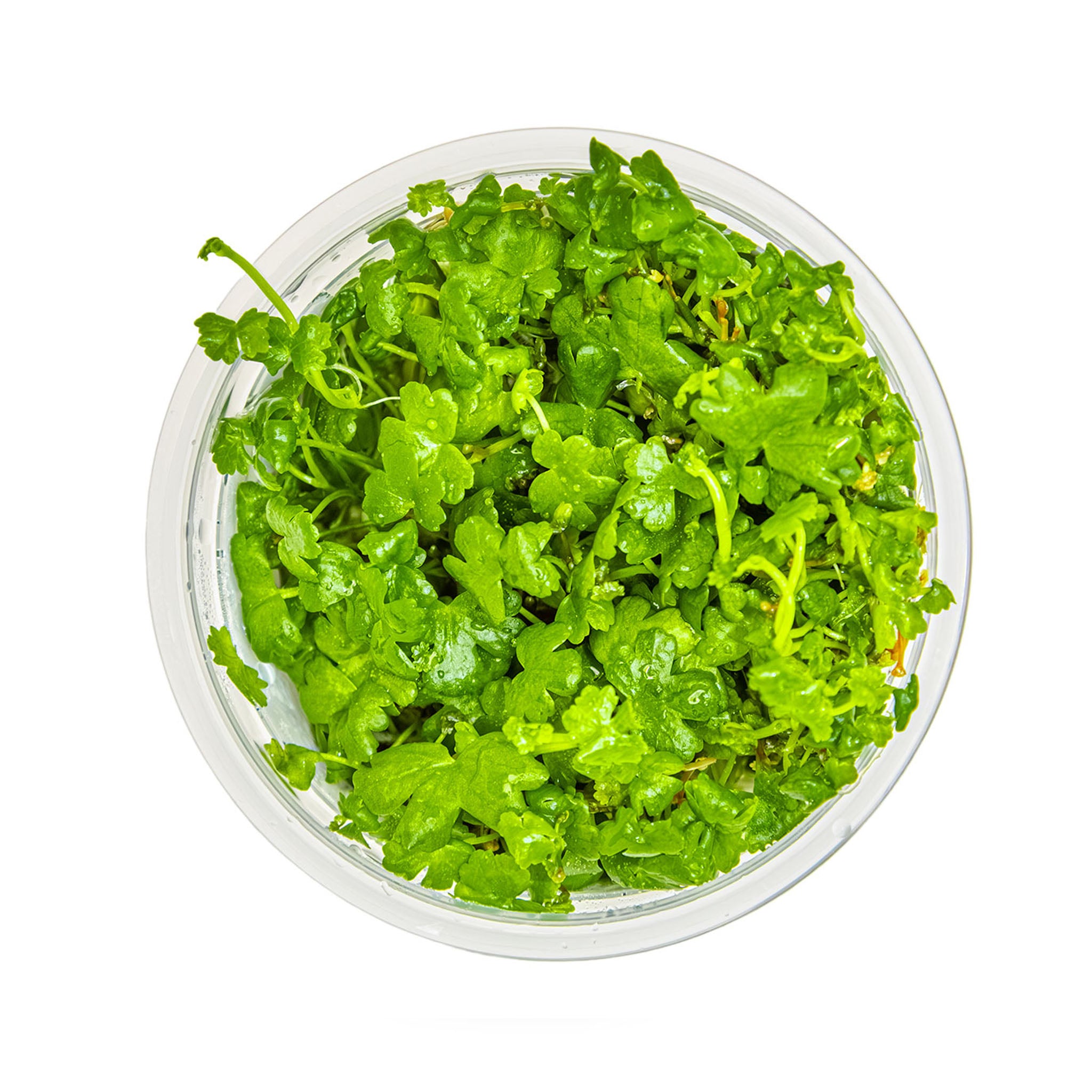 Hydrocotyle-tripartita-von-oben